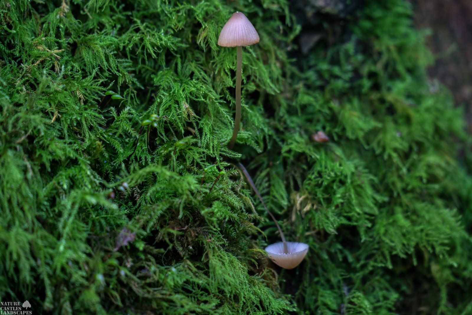 kleine Pilze im moos