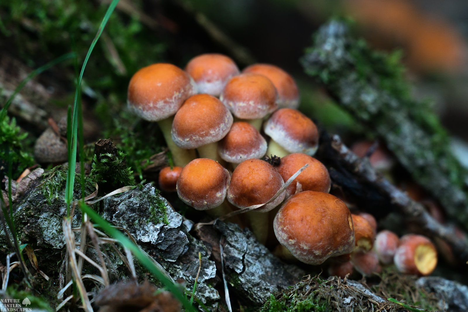 kleine Pilze an einem Baumstumpf