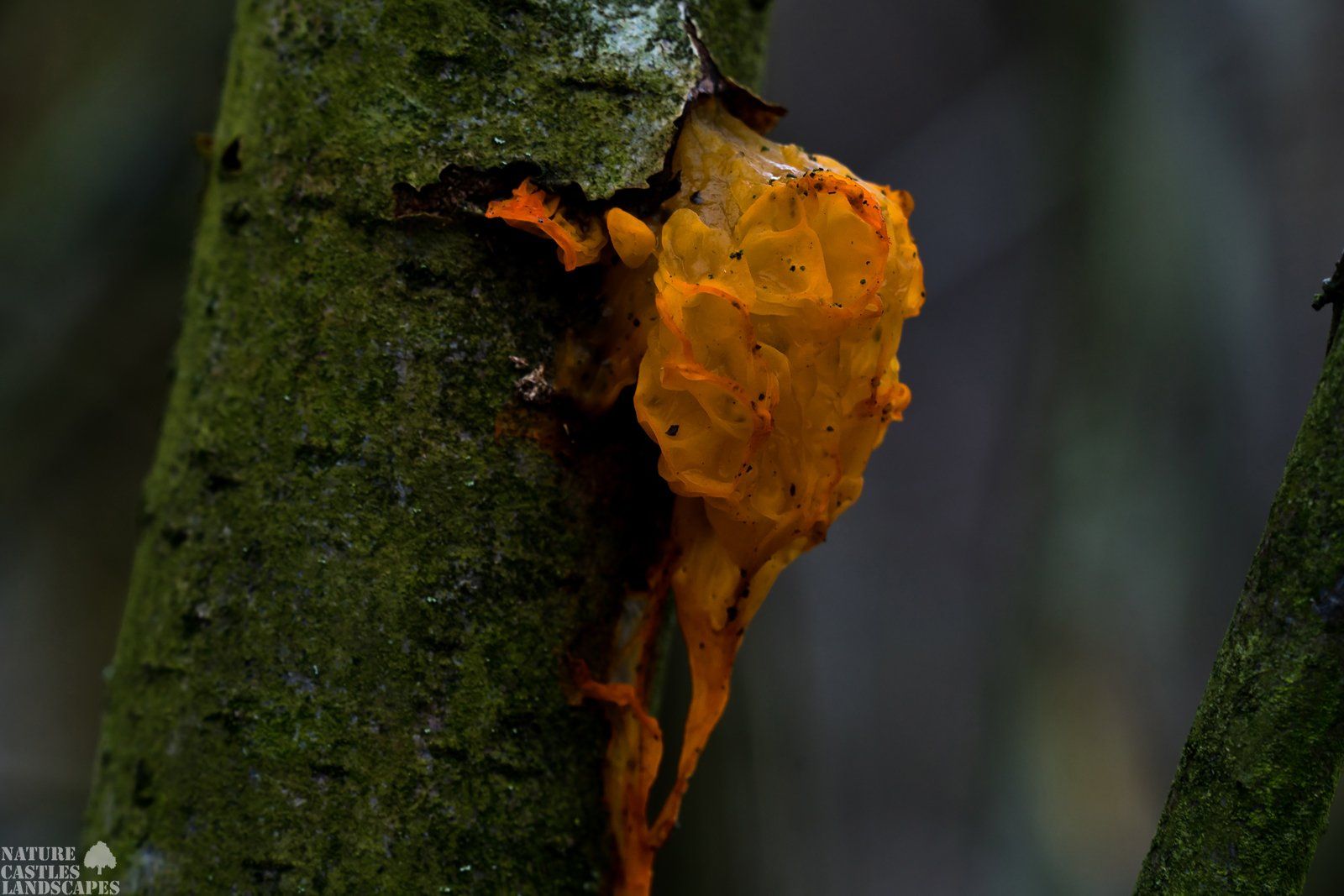 gelber zitterling an einem toten baum