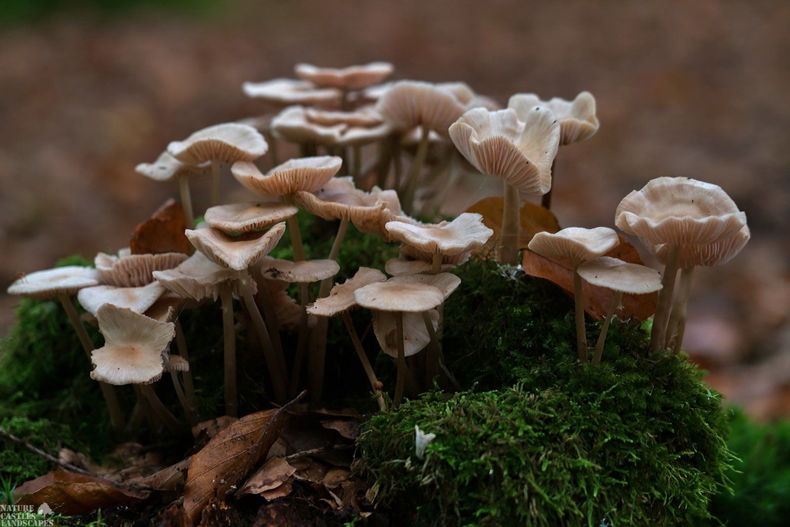 pilze dicht an dicht stehend