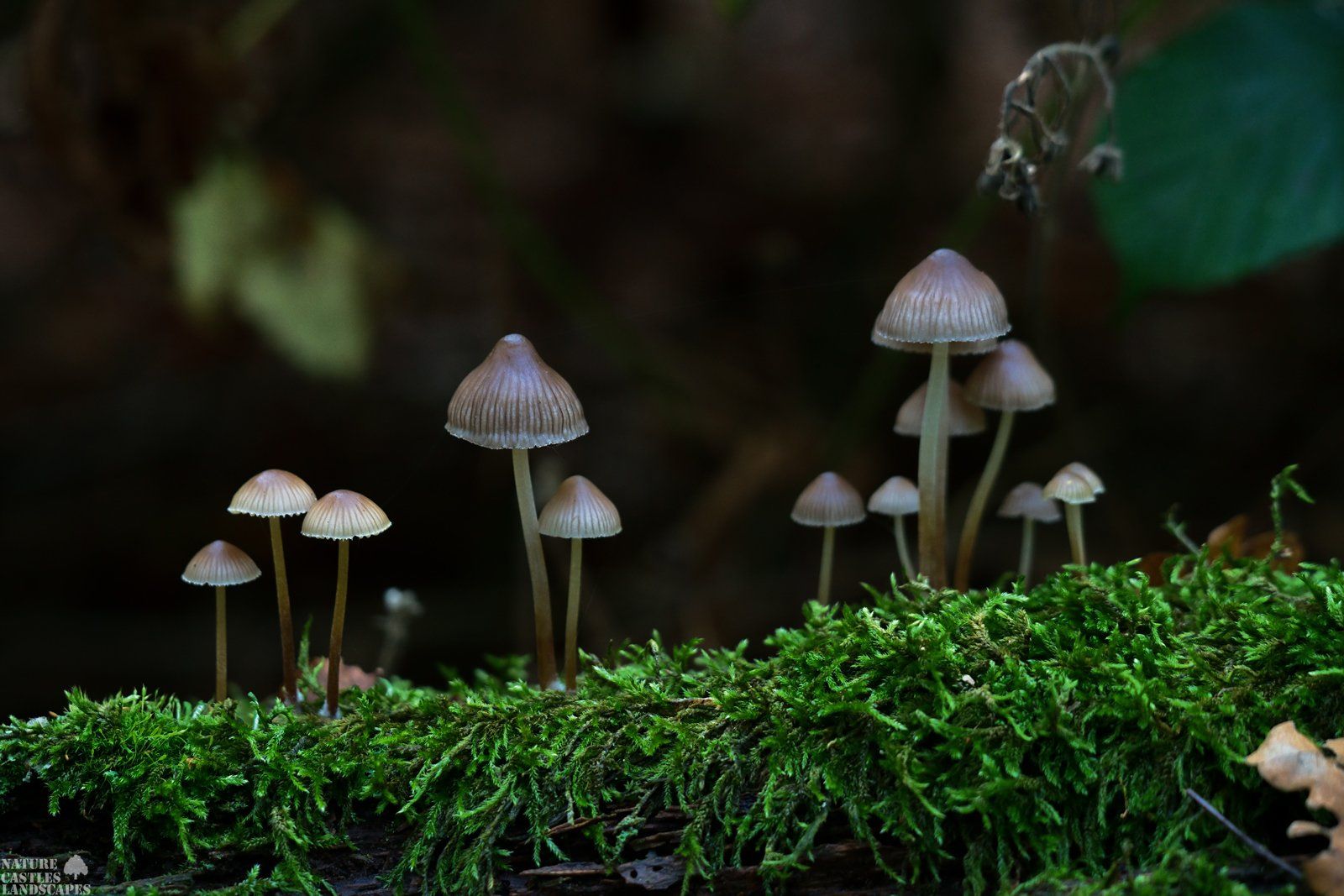 Tintlinge auf einem Ast