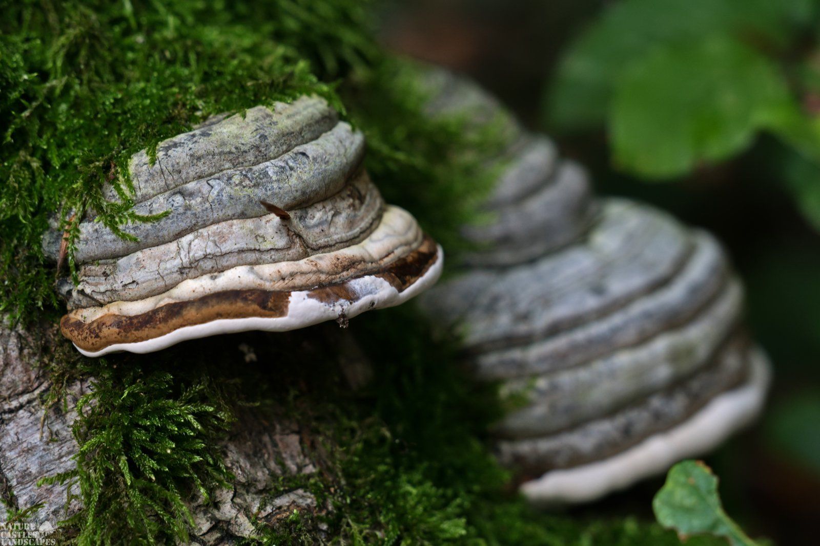 nahaufnahme zunderpilz