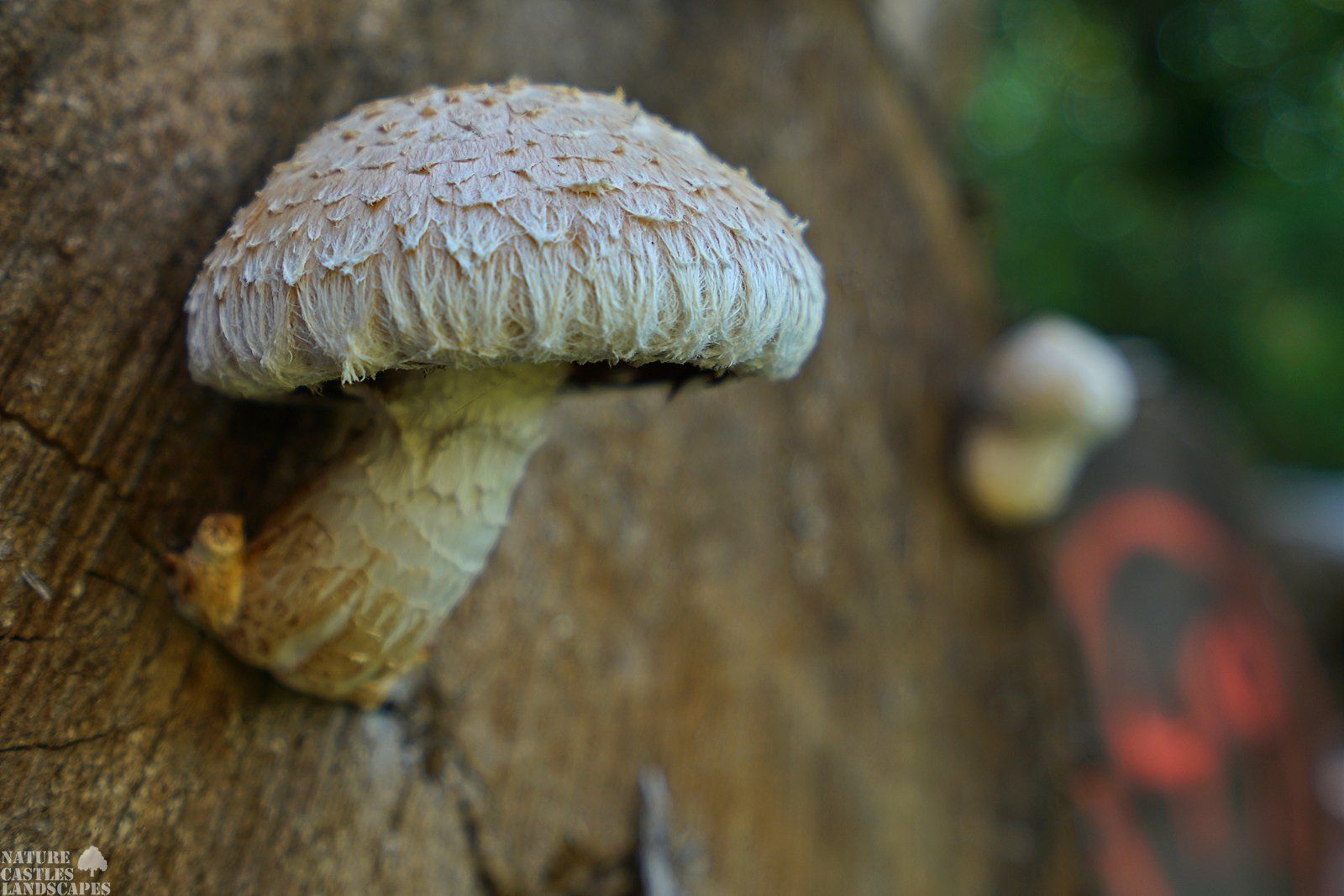 nahaufnahme pappel schueppling