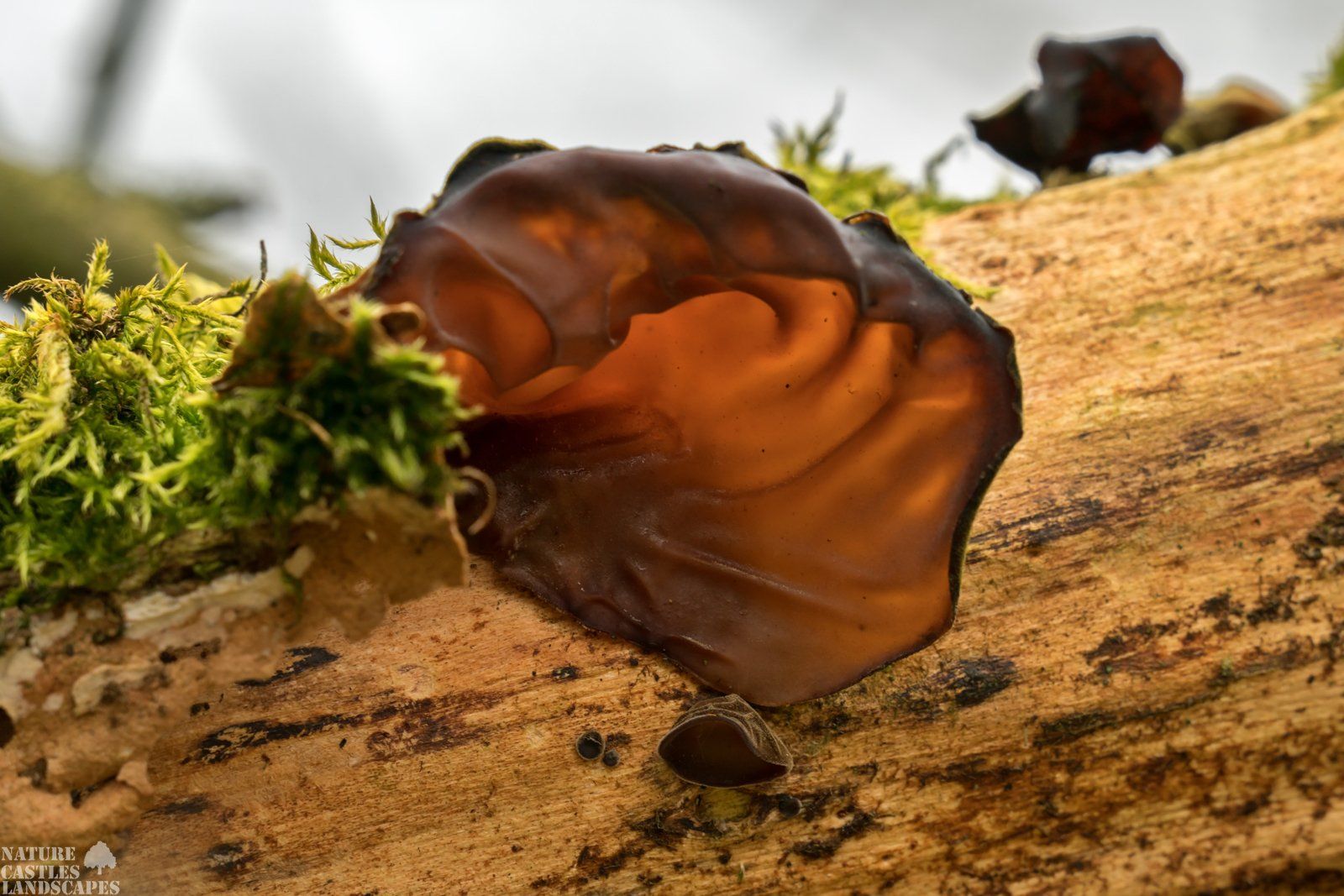 nahaufnahme judasohr