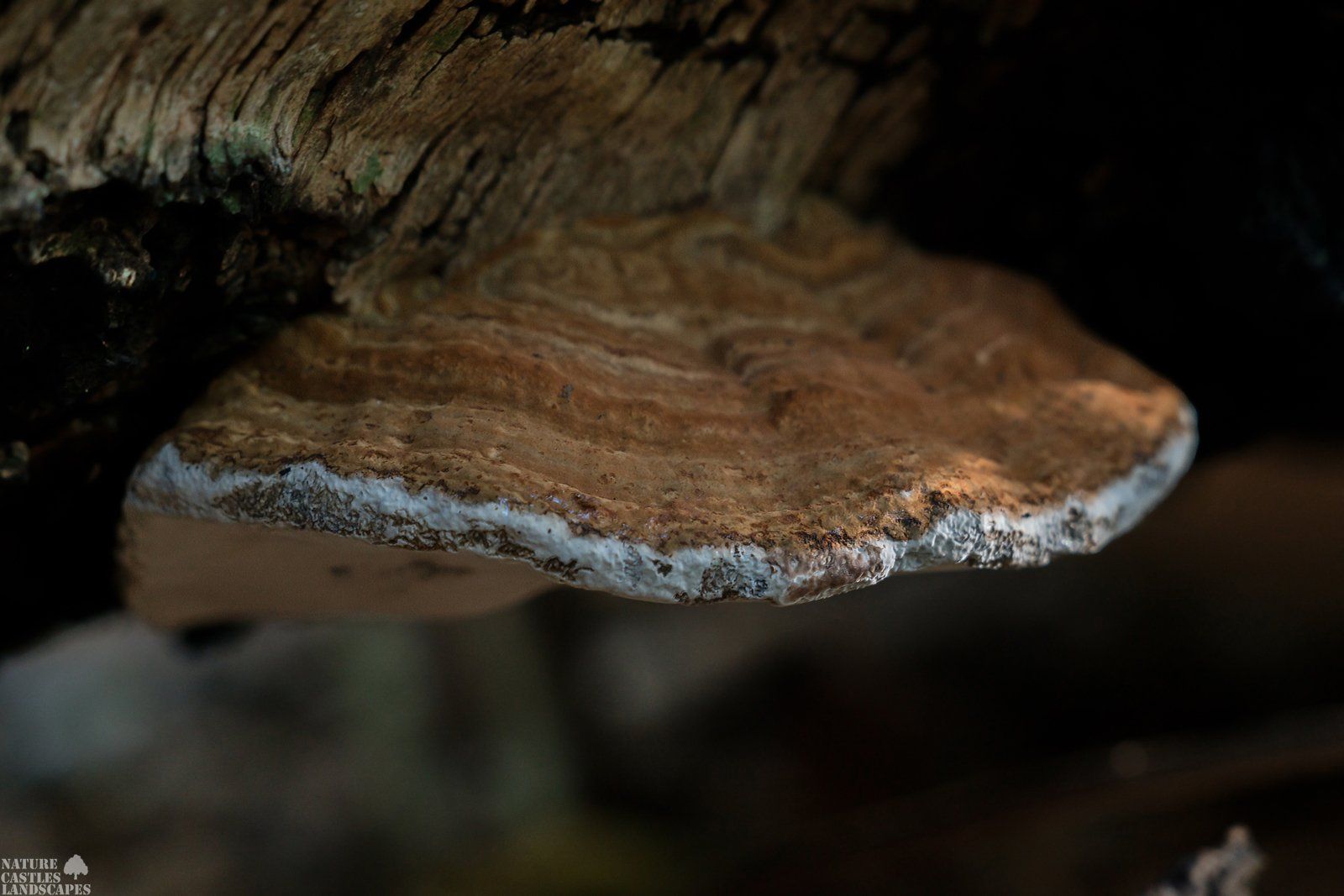 nahaufnahme flacher Lackporling