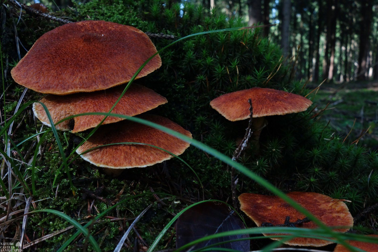 brauner hohlfussroehrling auf einem baumstamm