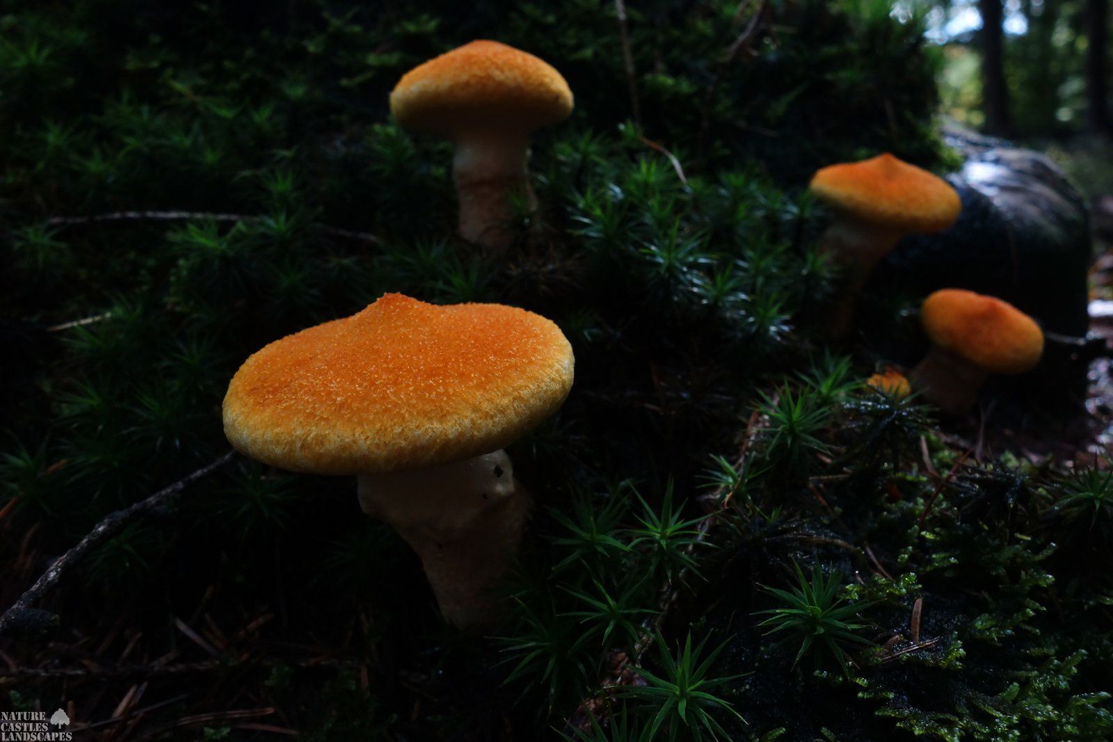 orangener pilz auf einem baumstamm