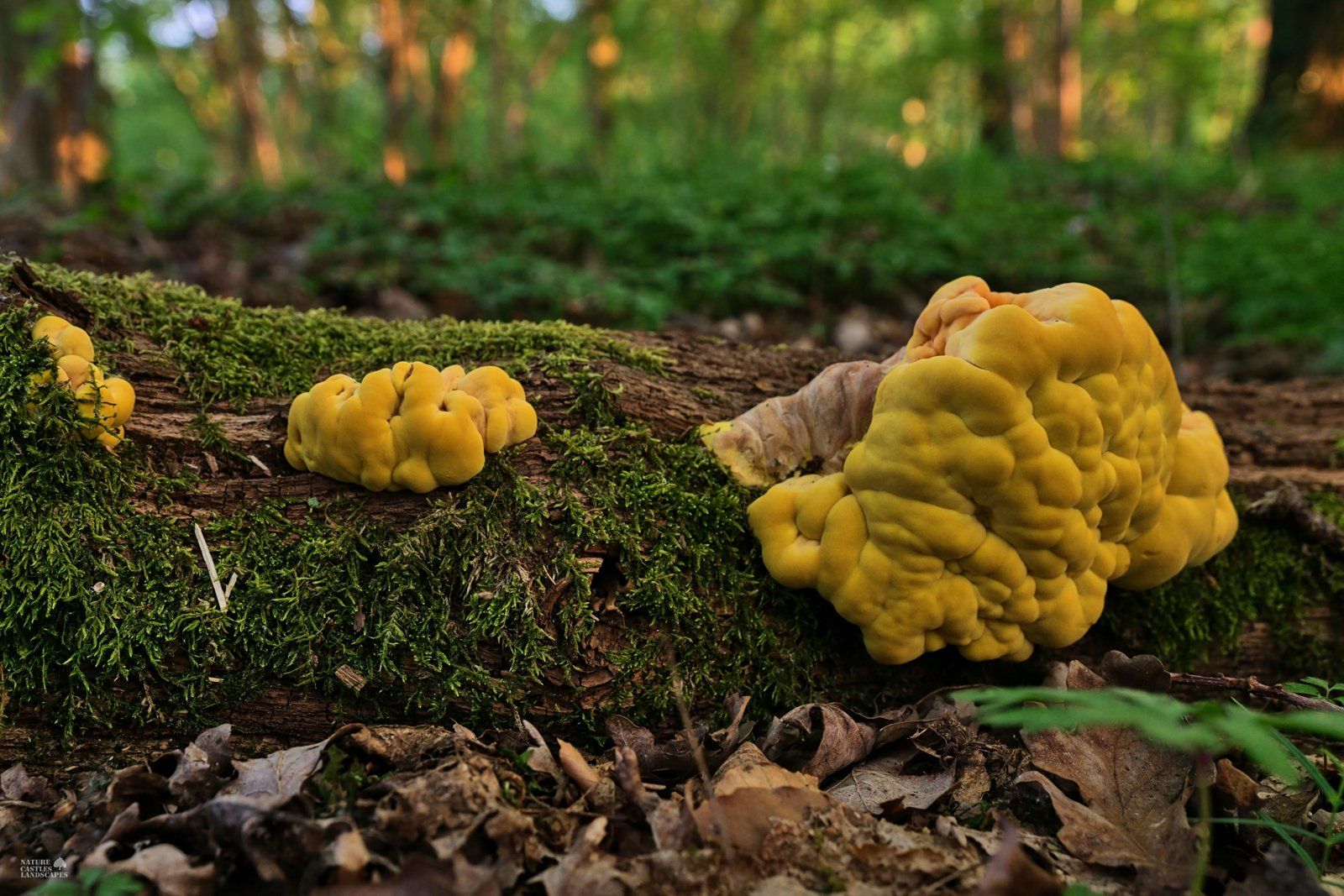Laetiporus sulphureus in a forest
