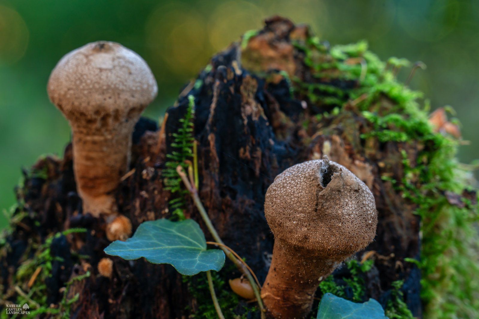 two Lycoperdon perlatum on a tree trunk