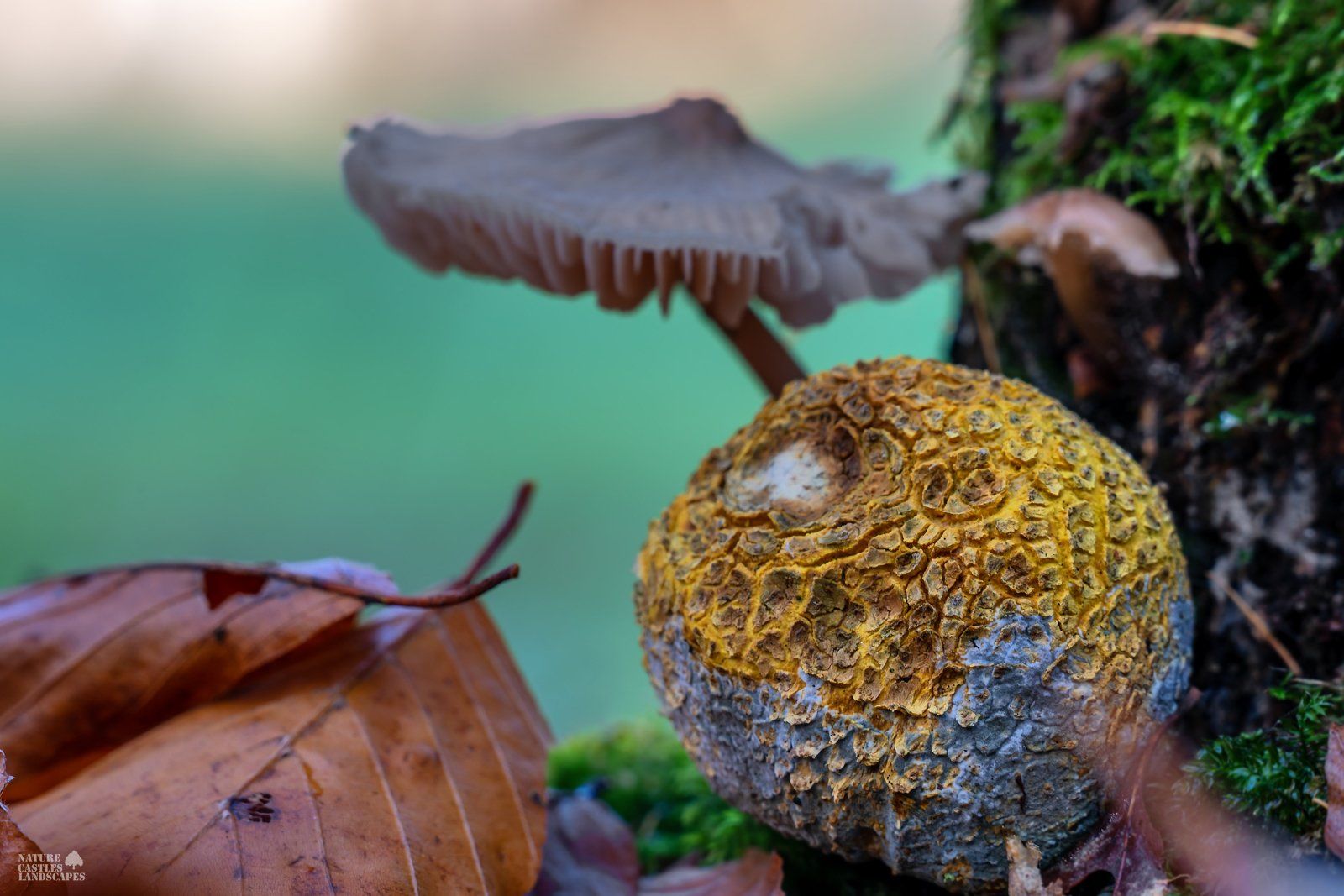 a scleroderma citrinum on a tree trunk