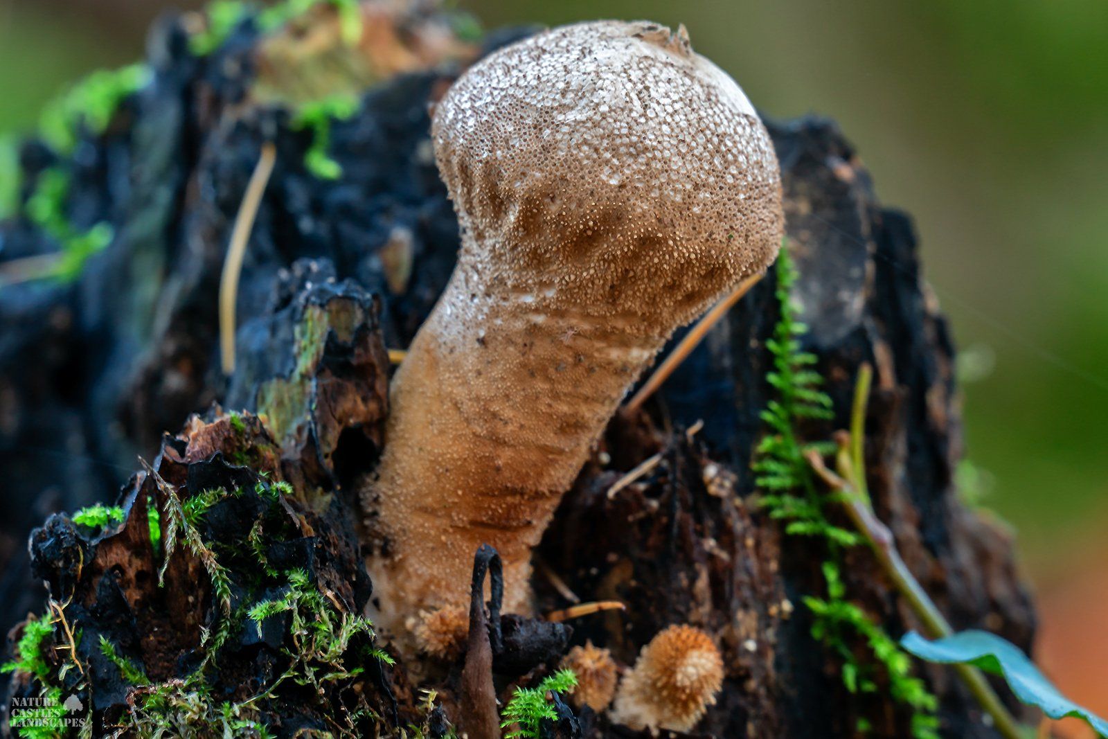 a Lycoperdon perlatum on a tree trunk