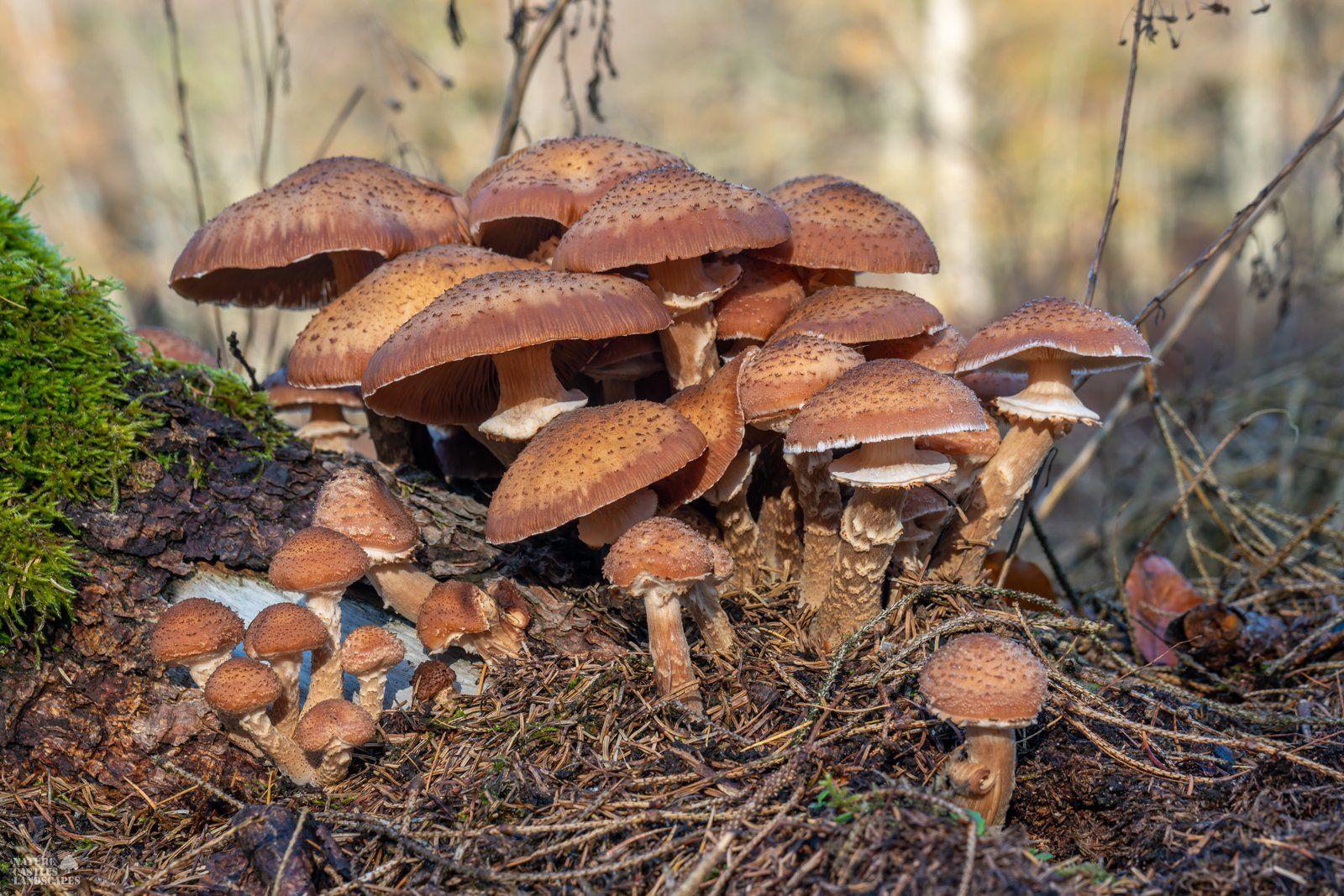 A group honey fungi on a tree trunk