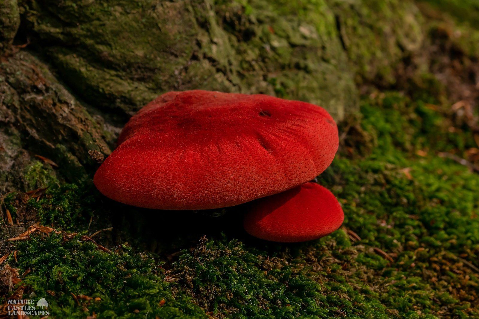 Leberreischling auf der Insel Ruegen