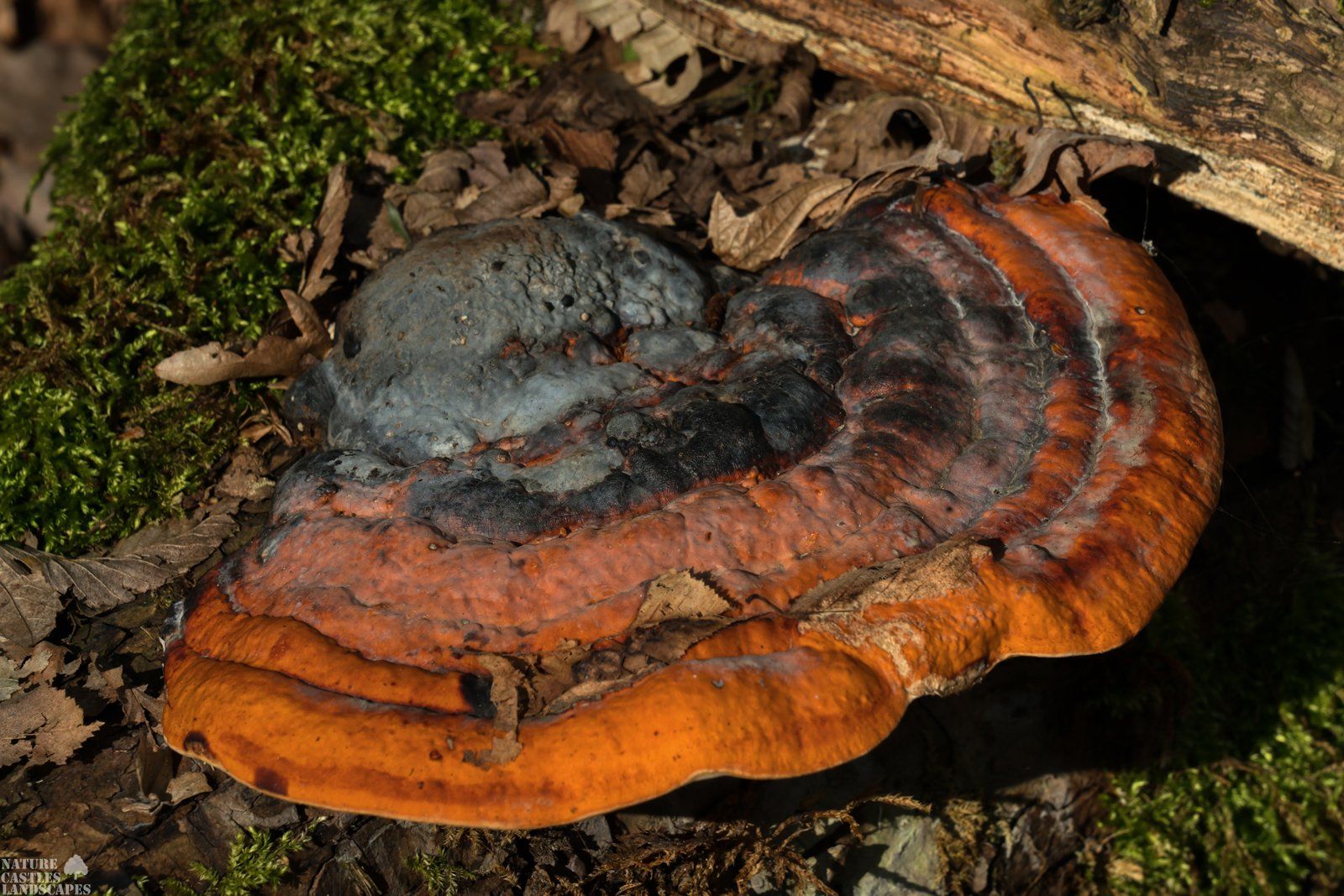 Rotrandiger Baumschwamm