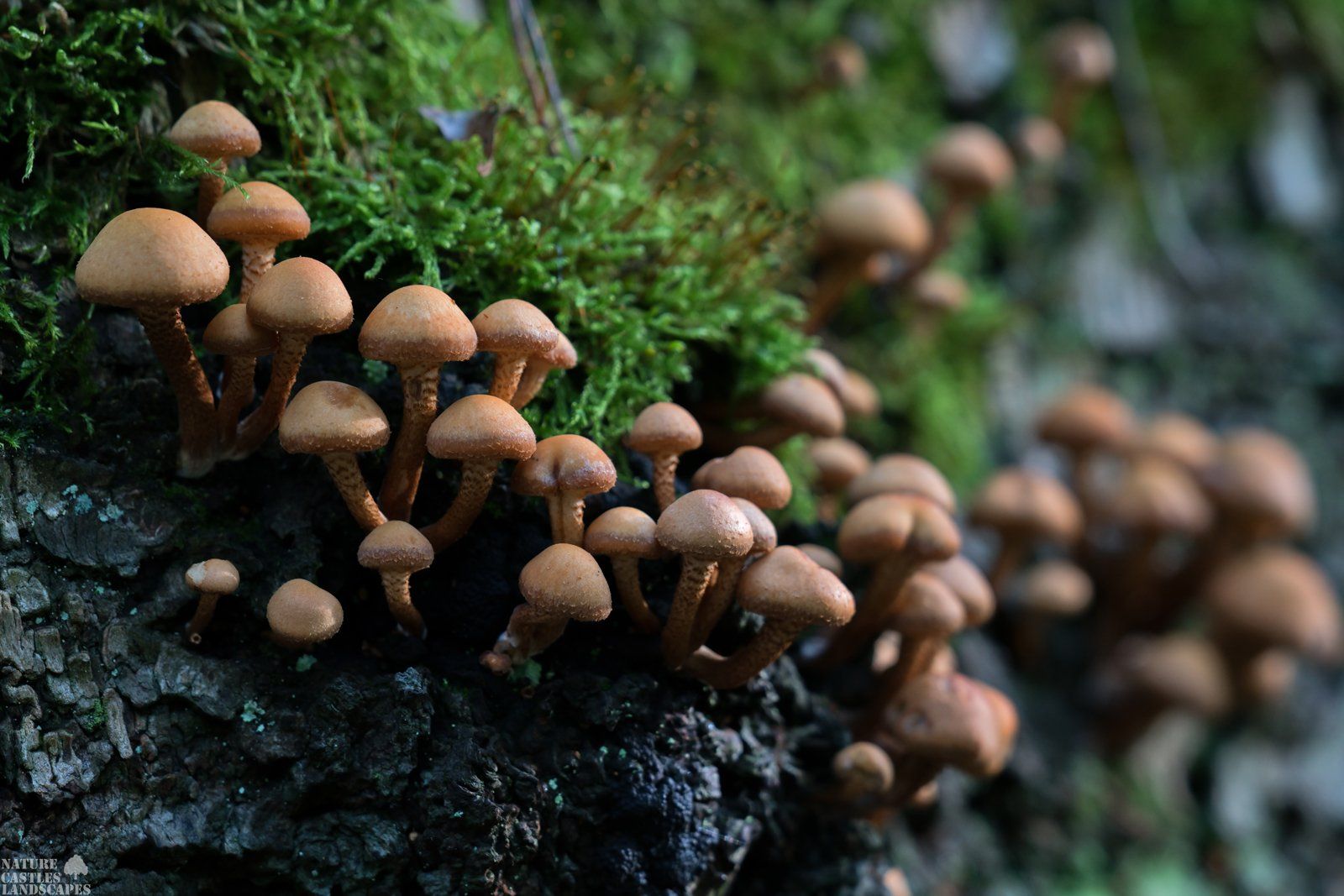 Pilze an einem Baumstumpf
