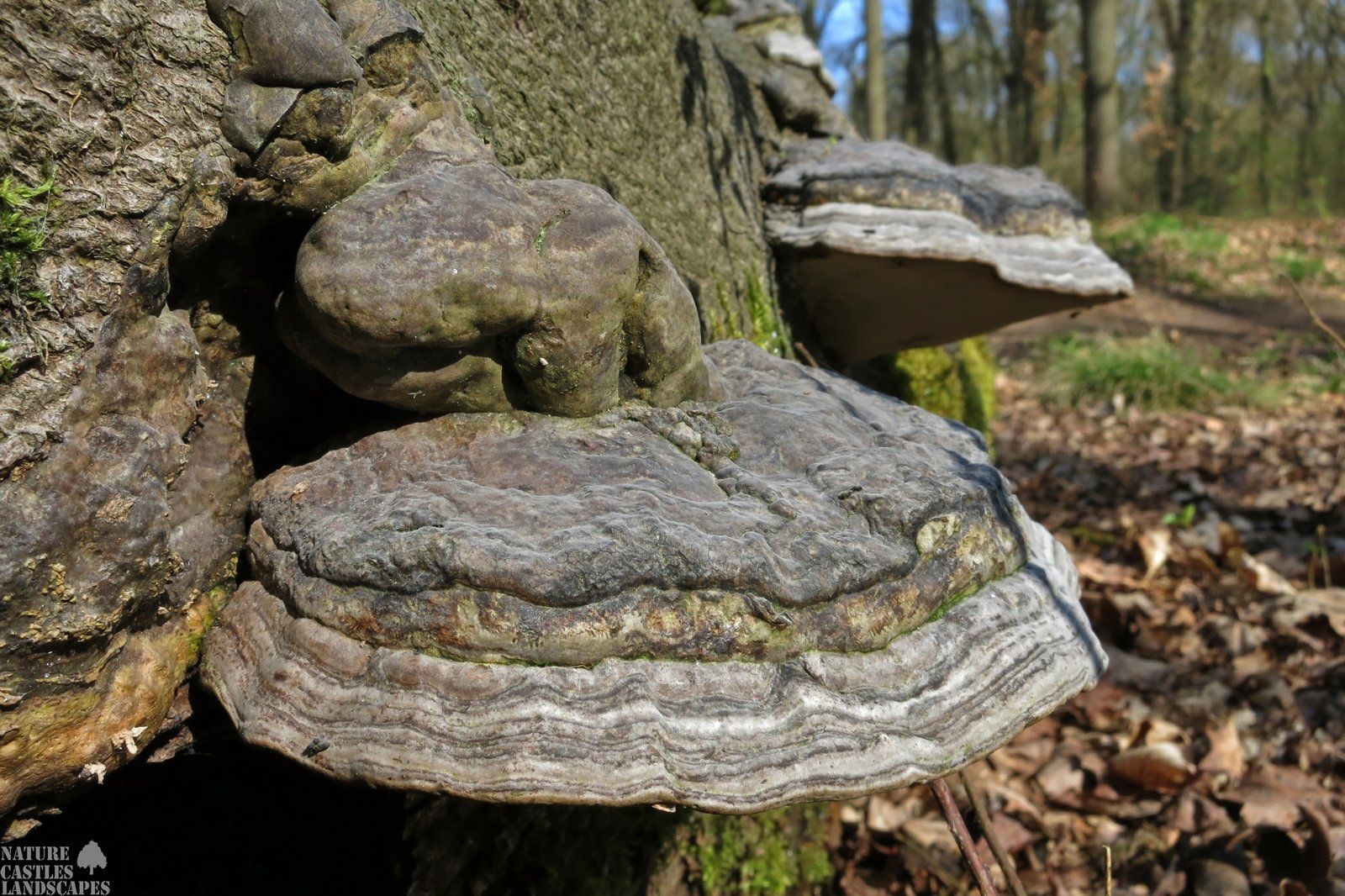 Zunderpilze an einem Baumstumpf