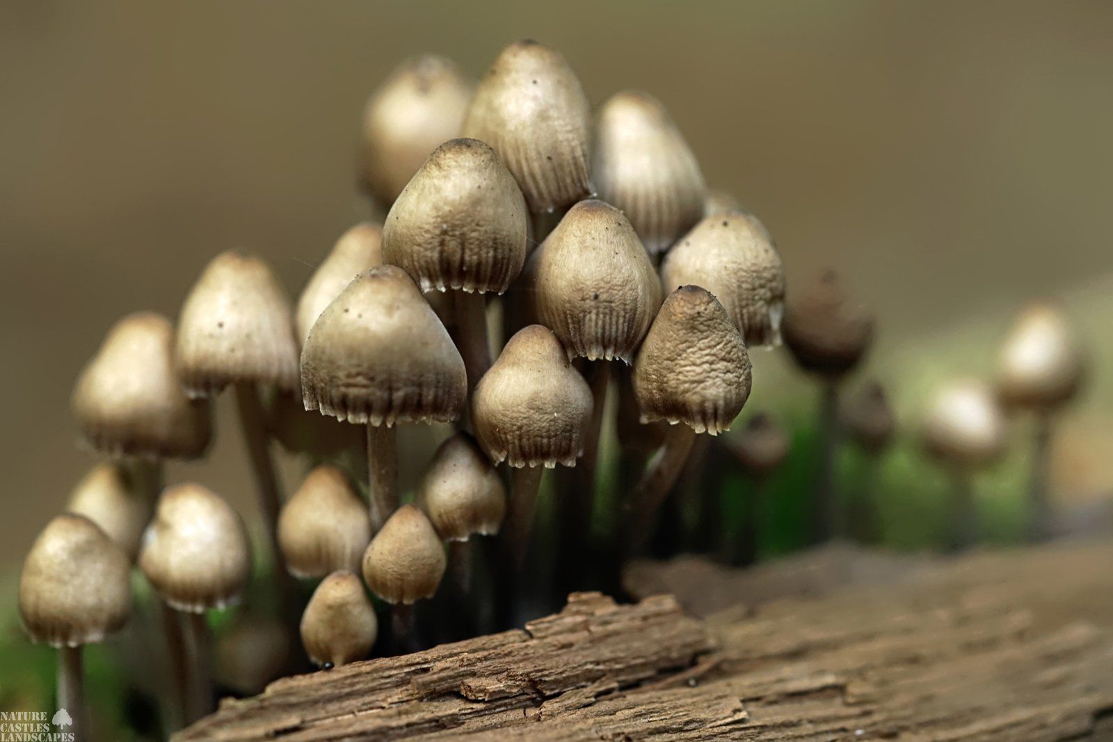 bleiche Tintlinge an einem Baumstumpf