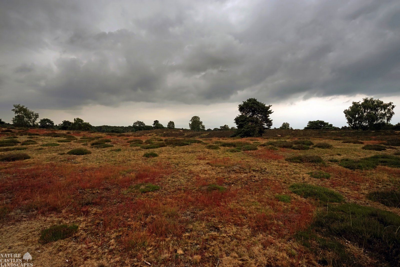 westruper heathland picture of the westruper heathland
