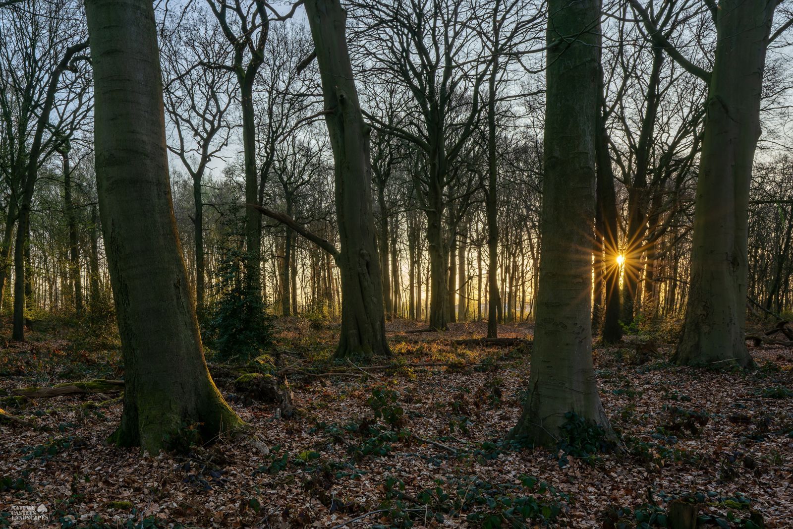 sunset in the old beech forest in the nature reserve DIE BURG