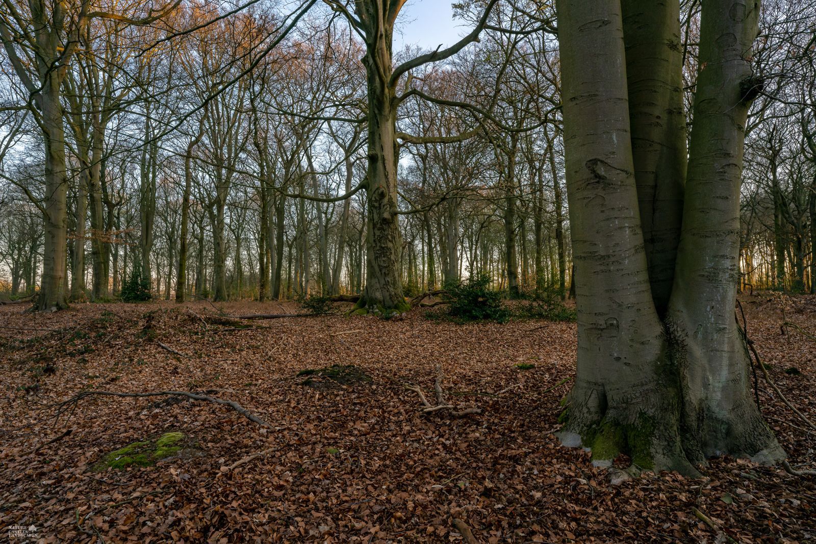 wintertime in the old beech forest in the nature reserve DIE BURG