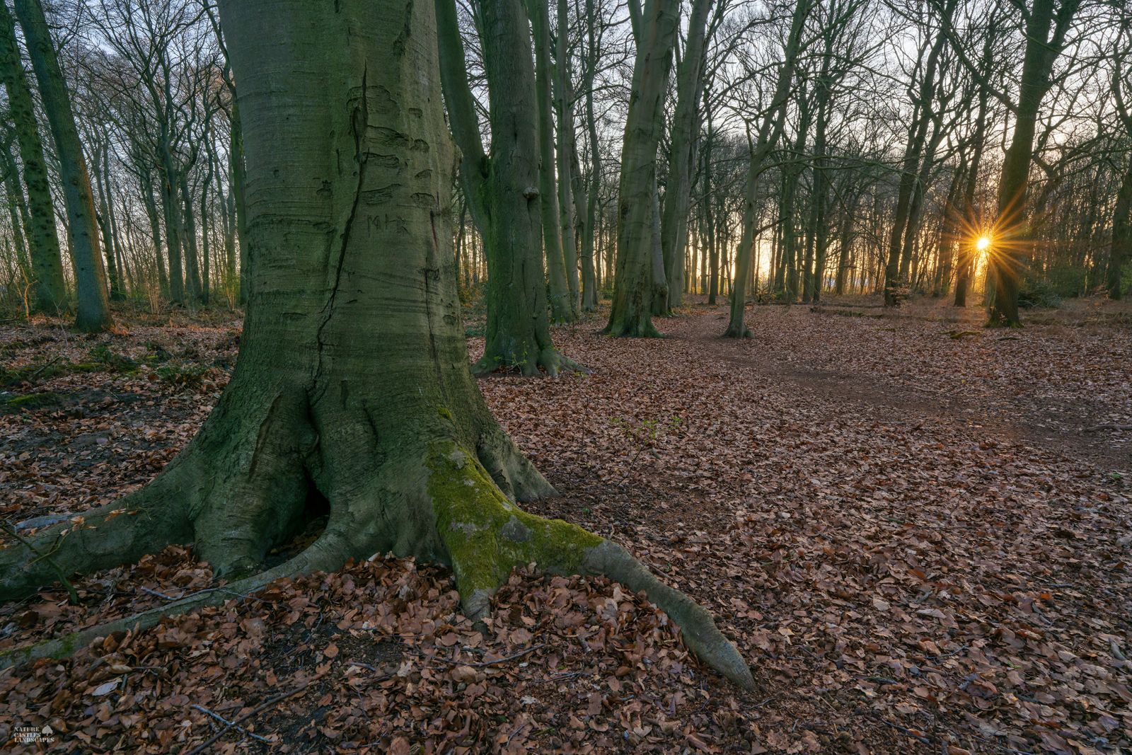 forestfloor in the old beech forest in the nature reserve DIE BURG
