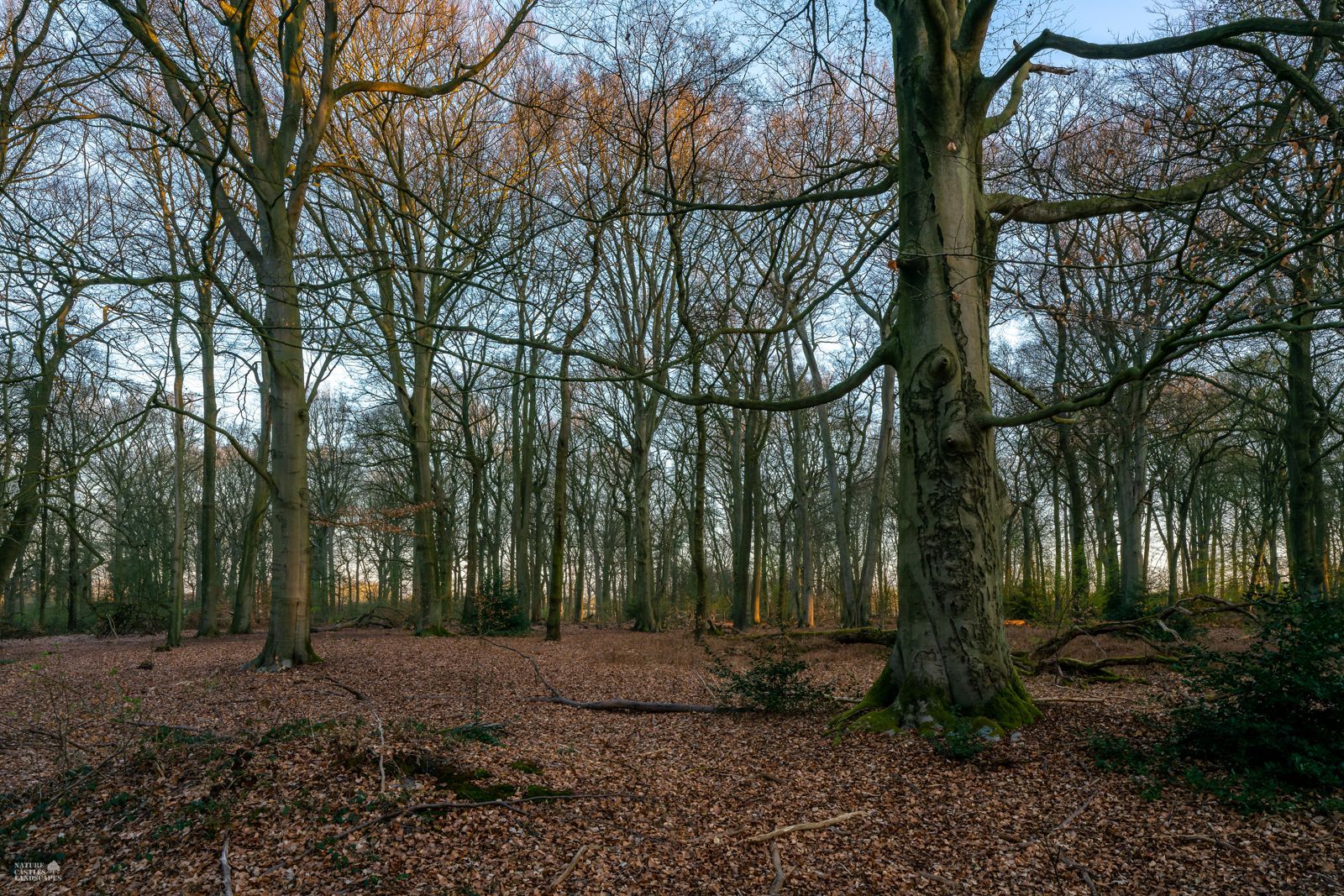 sunset in the old beech forest in the nature reserve DIE BURG near the city of marl