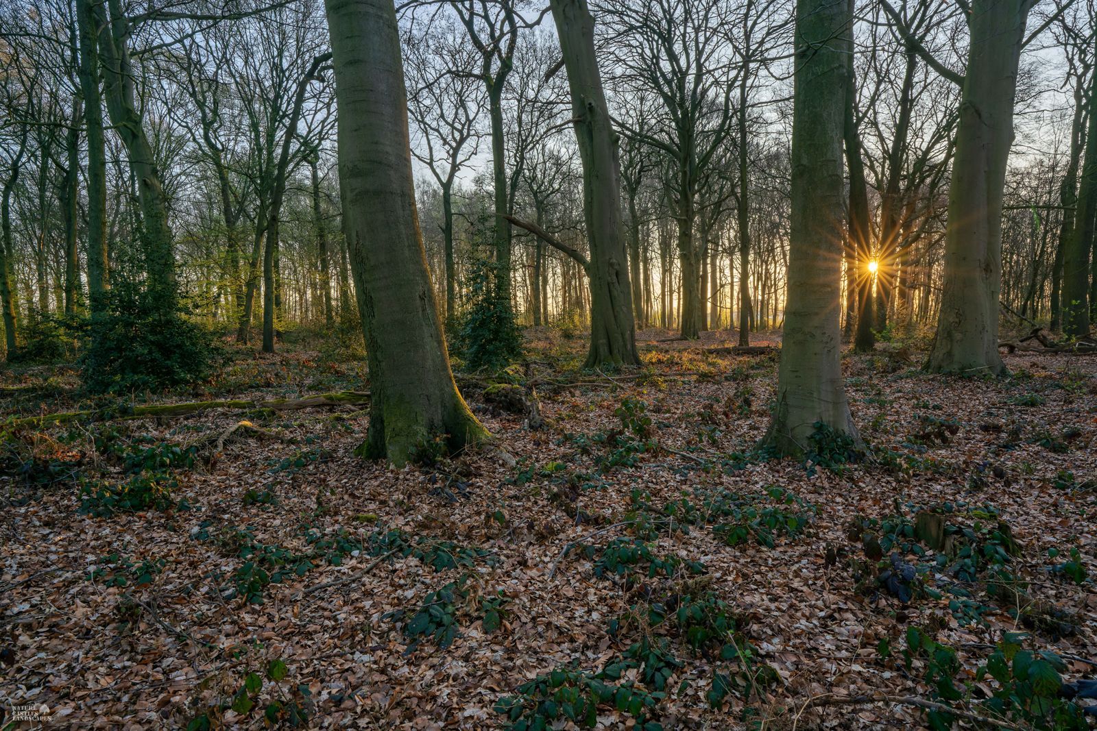 sunset in the old beech forest in the nature reserve DIE BURG near the city of marl in germany