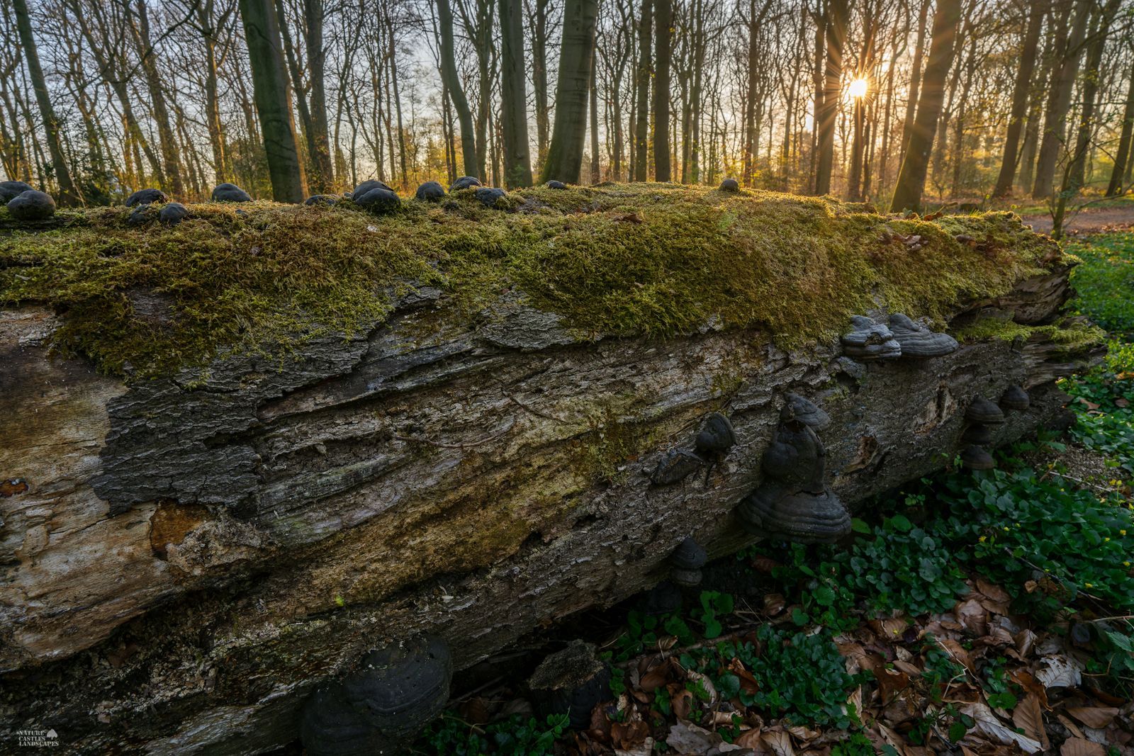 Fungi decompose dead wood in beech forest