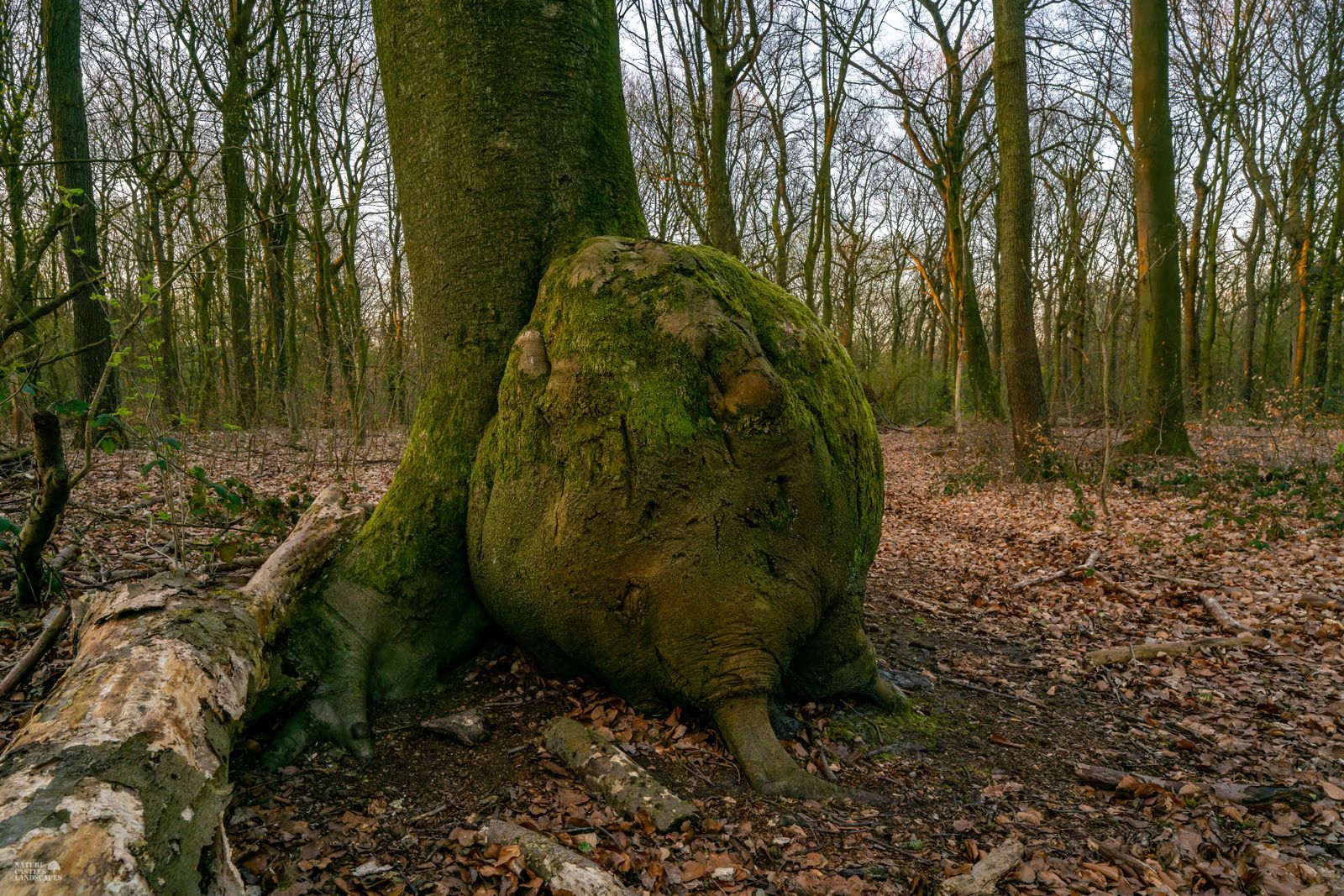 This beech tree in the nature reserve DIE BURG is sick and has canker
