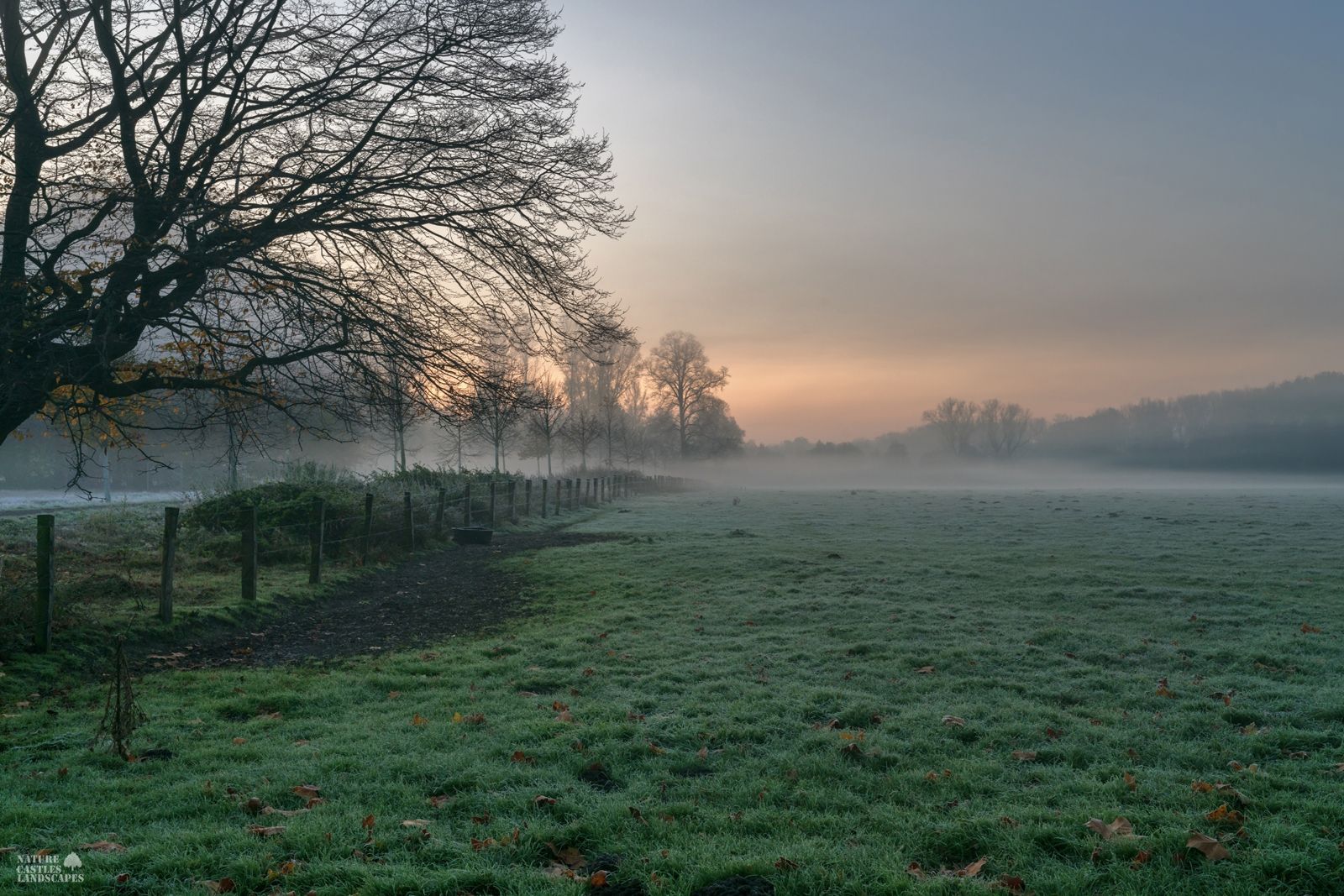 picture a meadow early in the morning