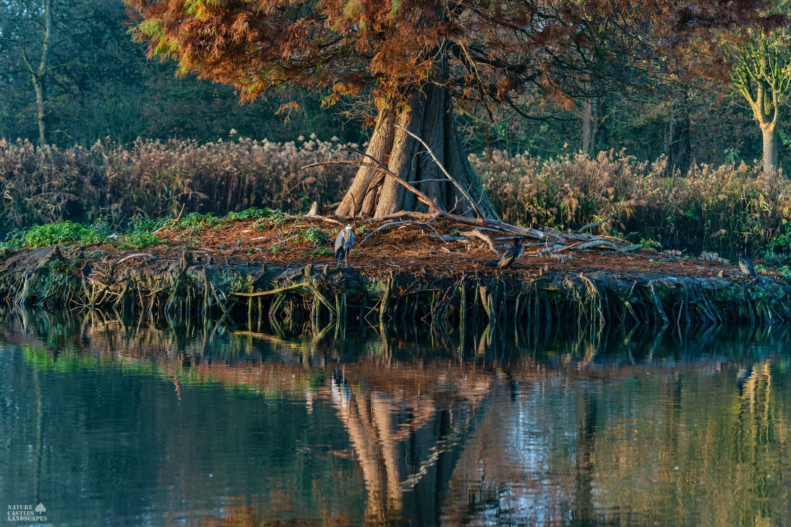 picture a tree in a fishpond in herten