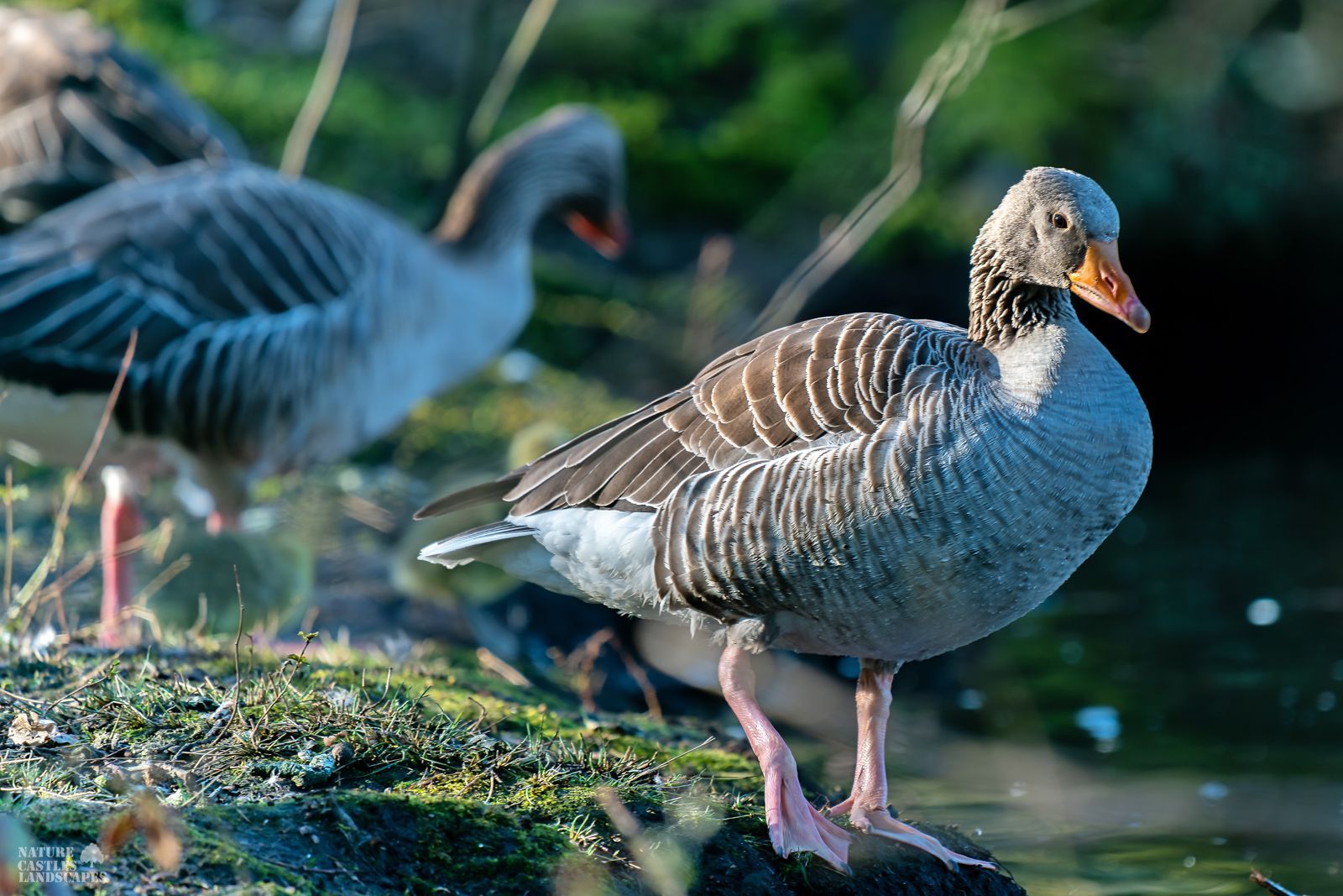 picture two greygooses near a pond