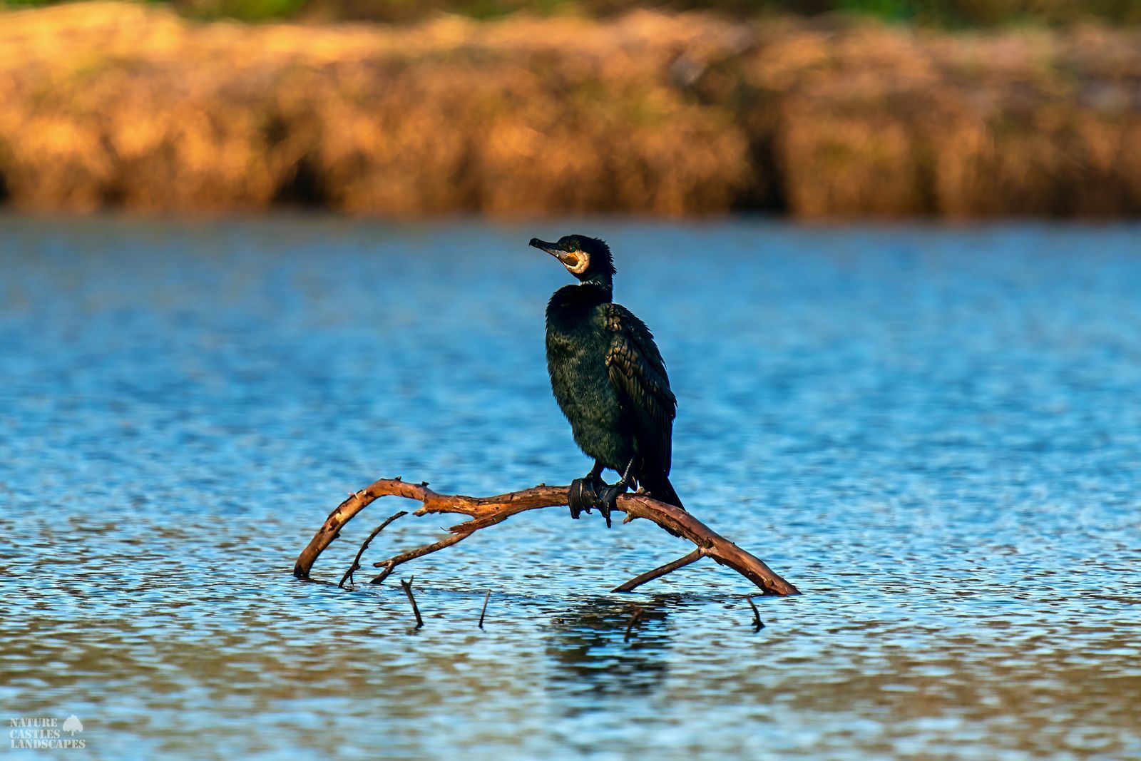 picture of a cormorant at the fishpond in herten