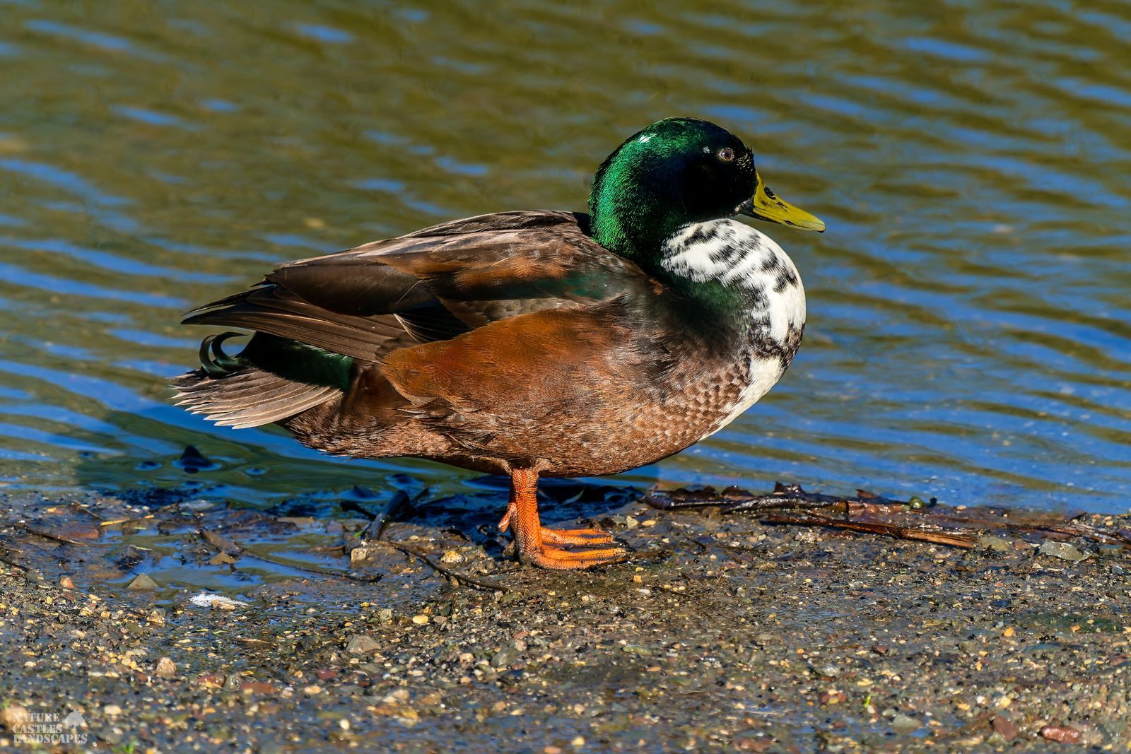 picture of a duch in front of the castle moat