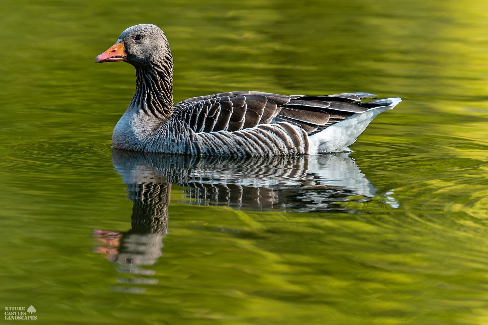 picture of a egyptian goose on a tree stump