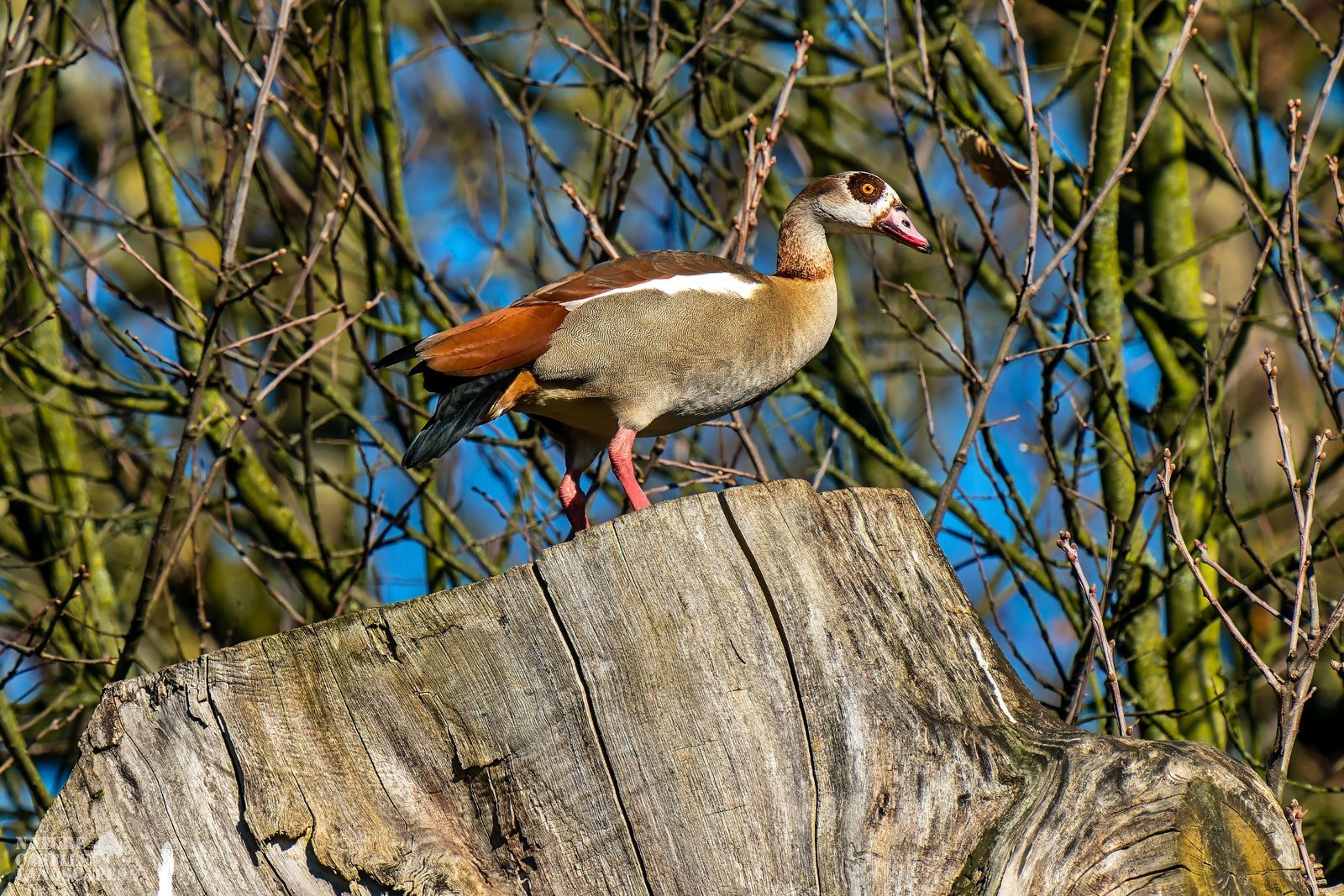 picture of a swimming duck