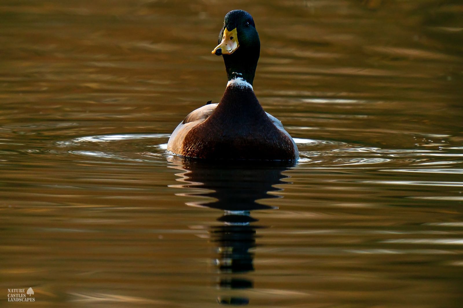 picture of a white waterfowl in germany