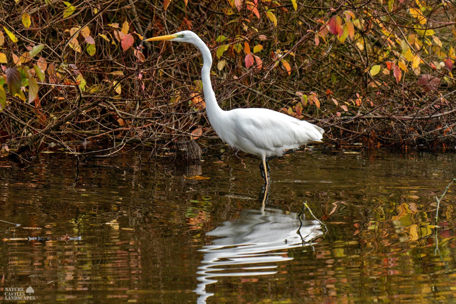 picture of a walking egyptian goose in herten