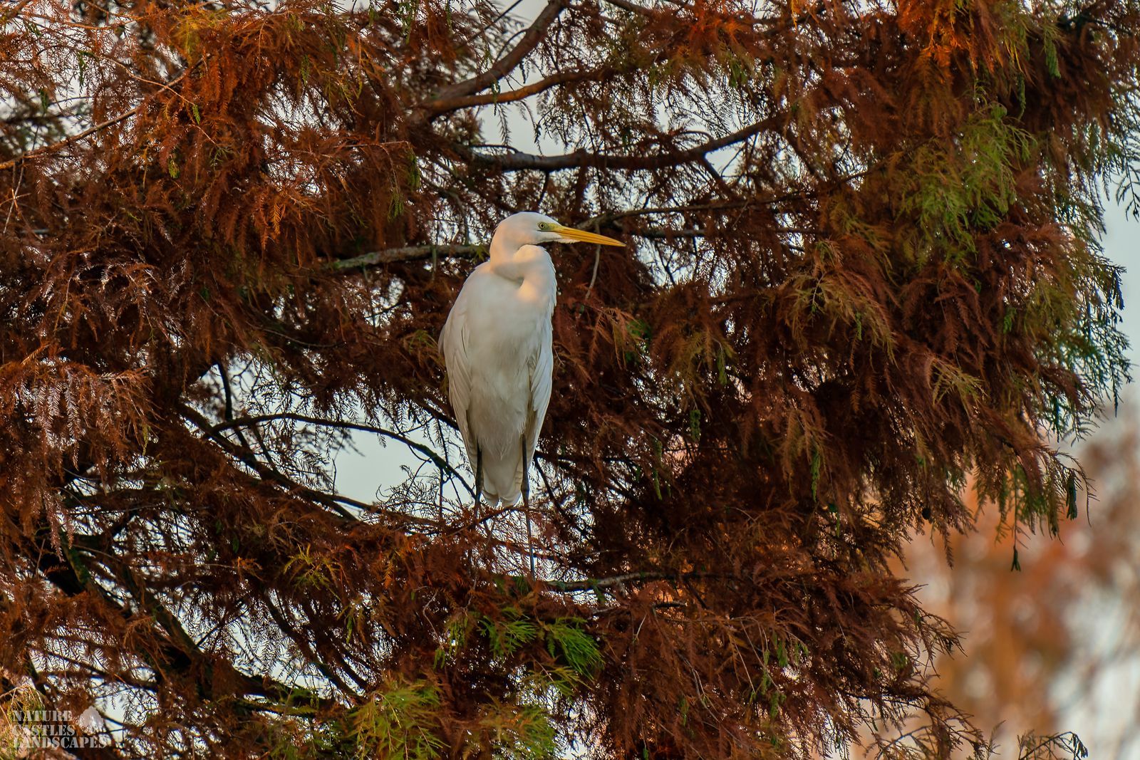 picture of a gray heron early in the morning on a meadow