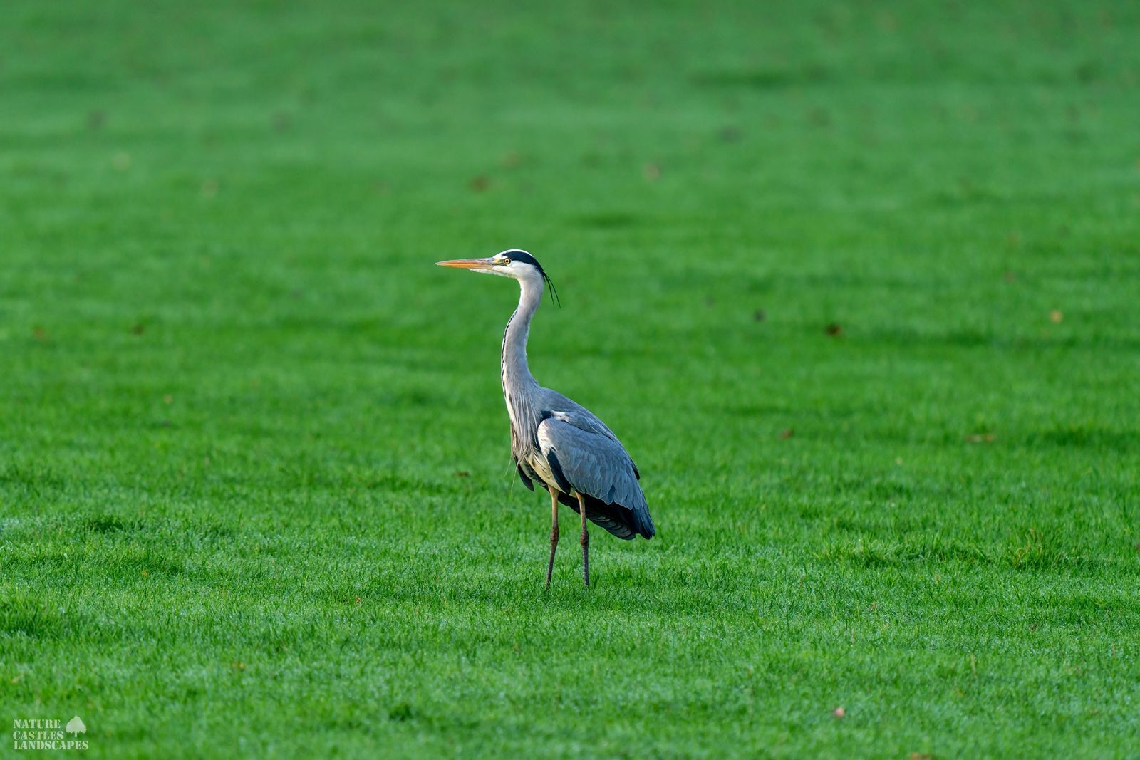 picture of a gray heron and a great egret together on a tree