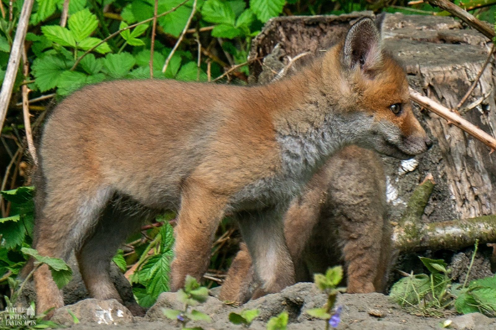 closeup of two curious fox cubs