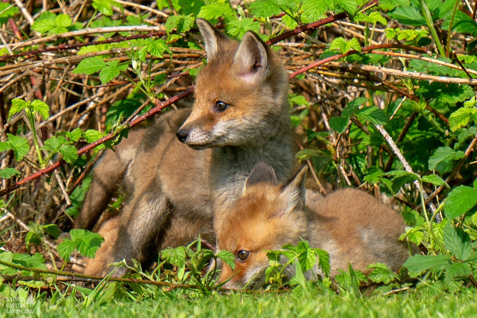 closeup of two fox cubs