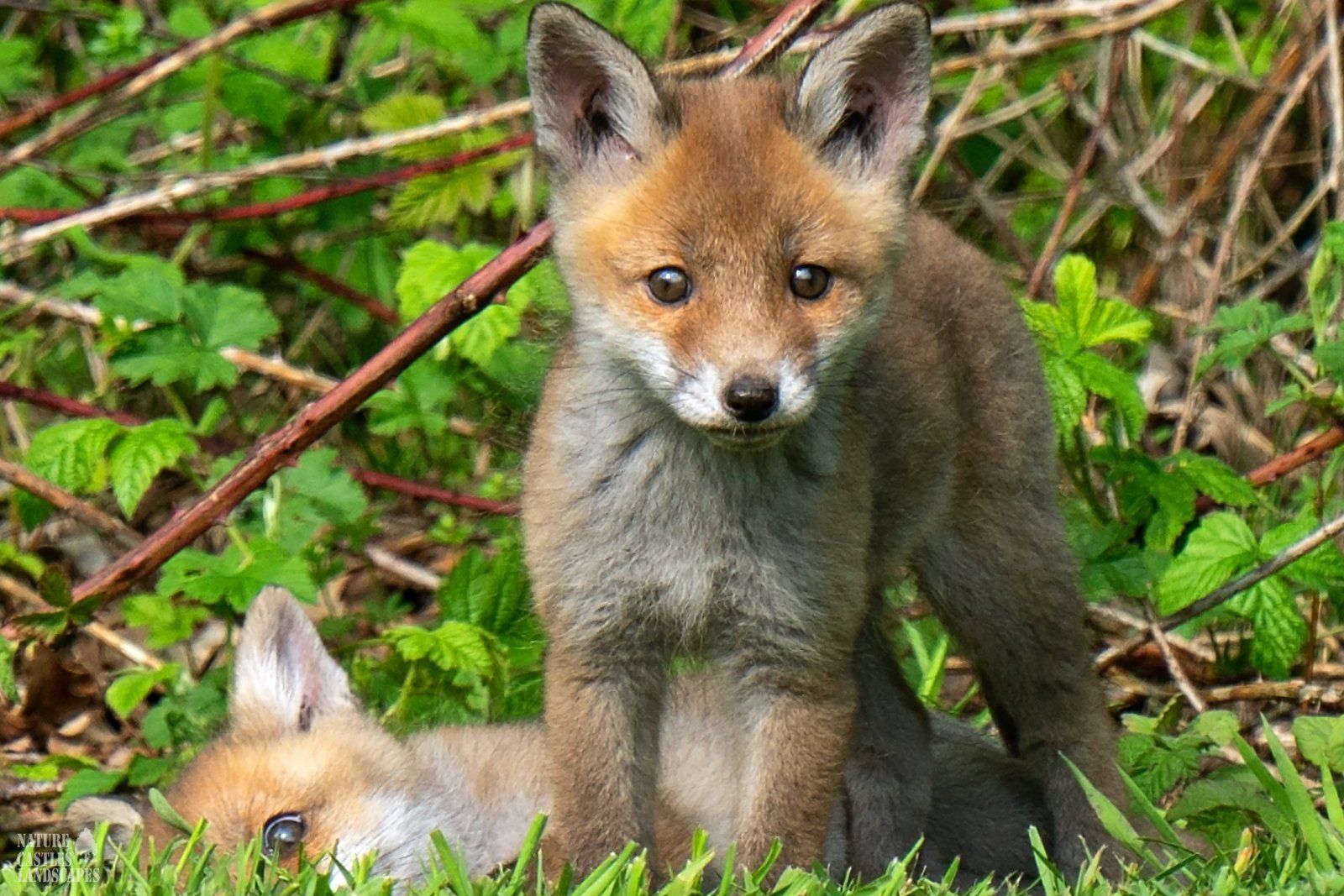 closeup of a curious fox cub