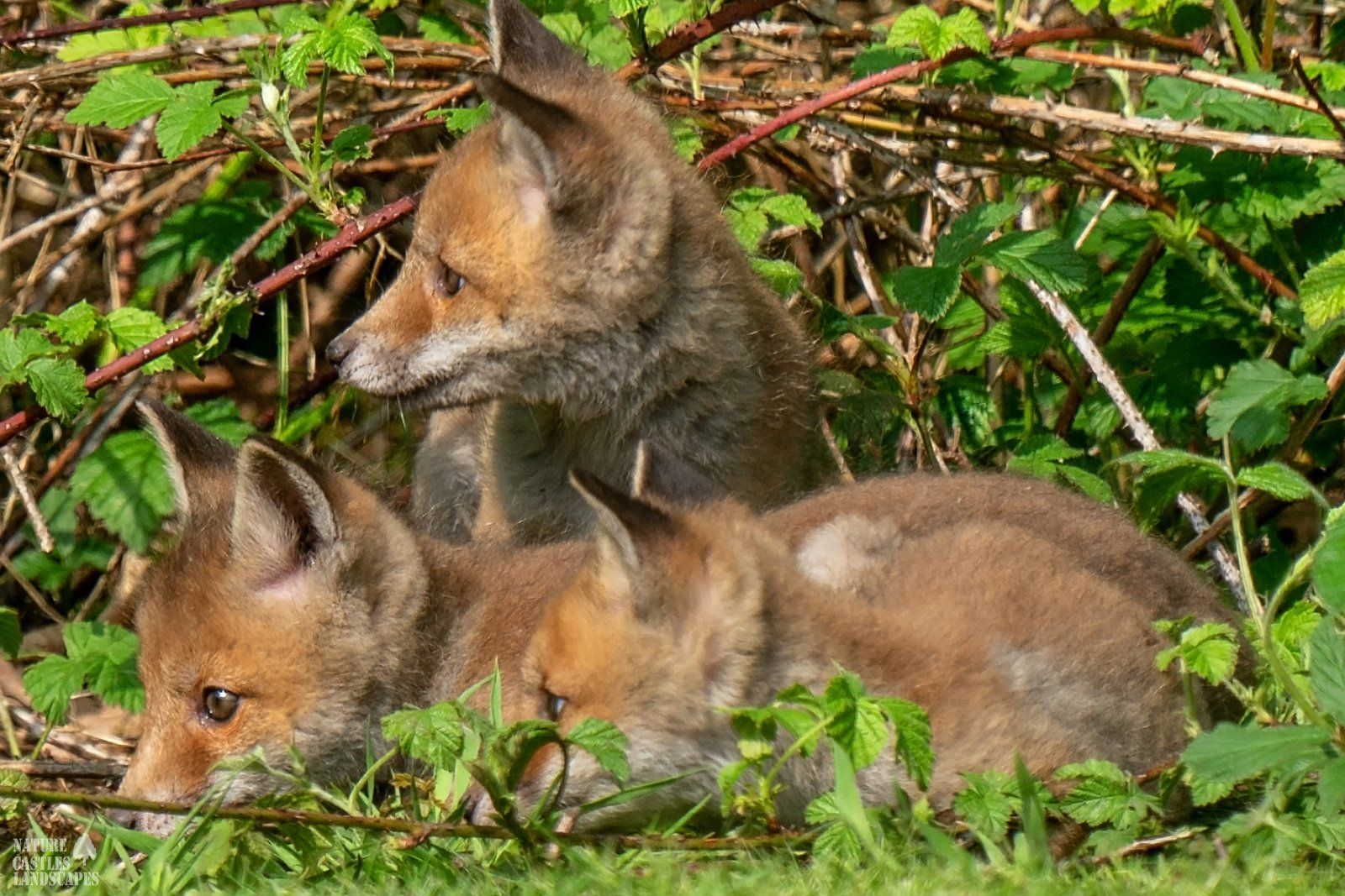 closeup of three sleepy fox cubs