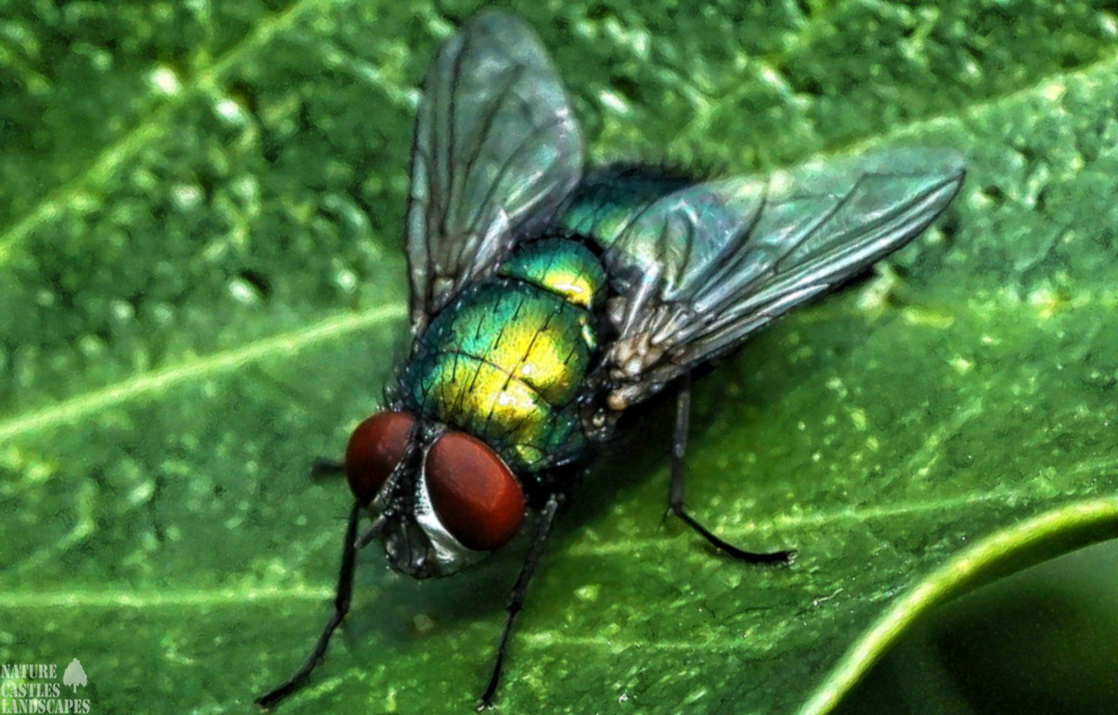 bunte kleine fliege