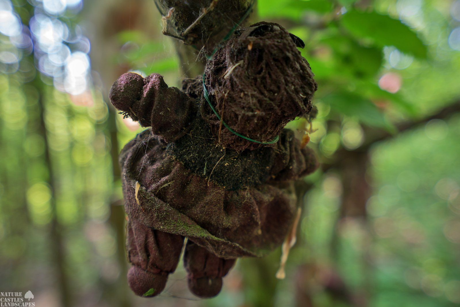 scary dolls in german forbidden forest