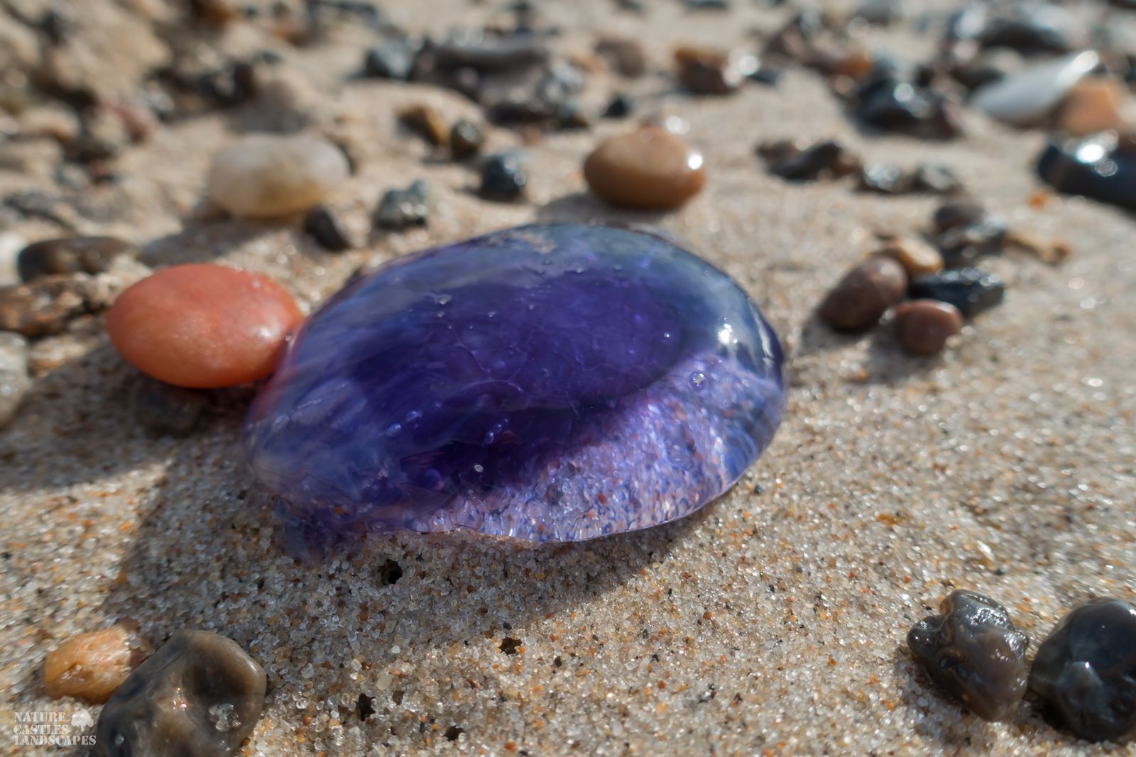 jetsam and flotsam on the Danish North Sea coast blue jellyfish in the sun
