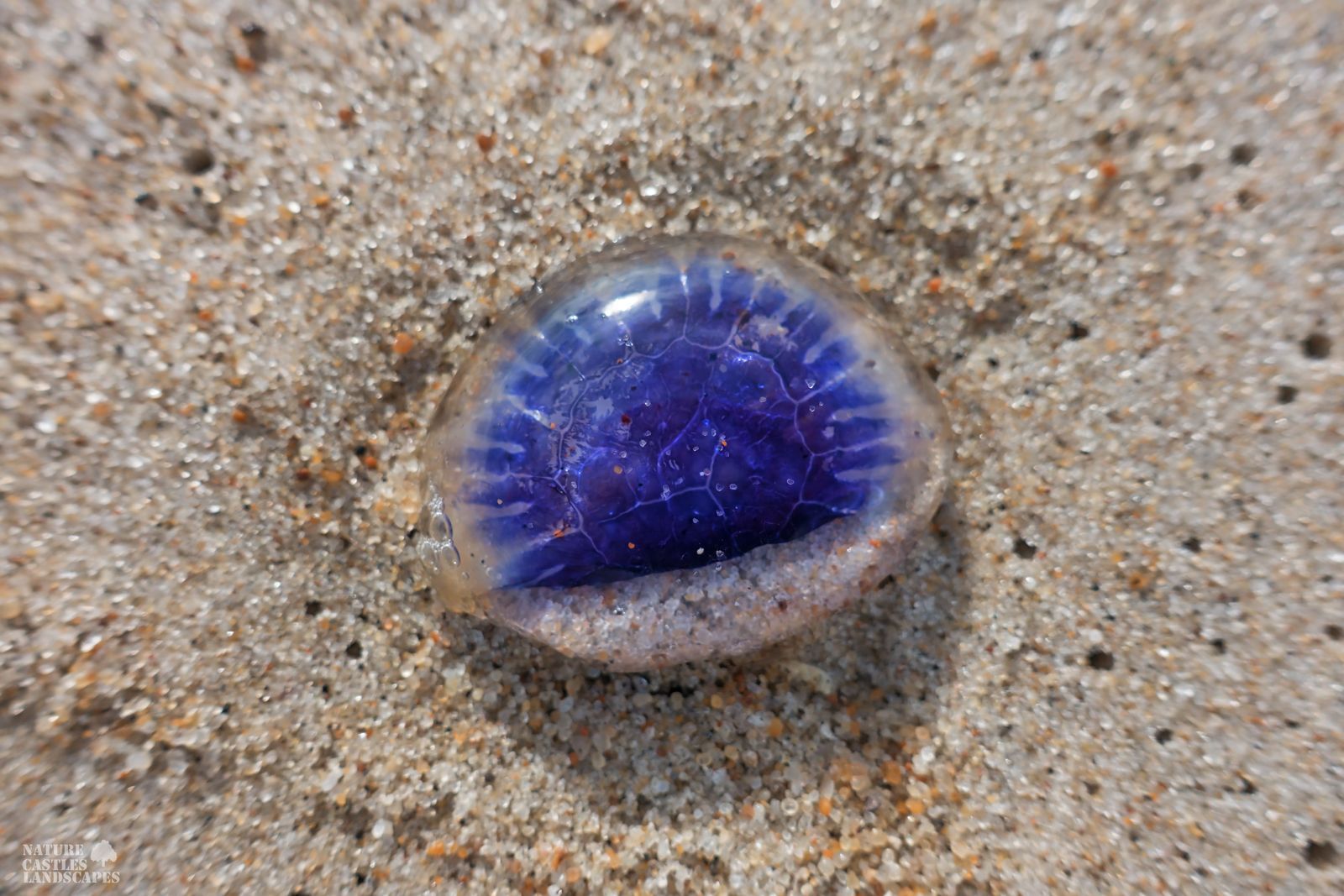 jetsam and flotsam on the Danish North Sea coast blue jellyfish