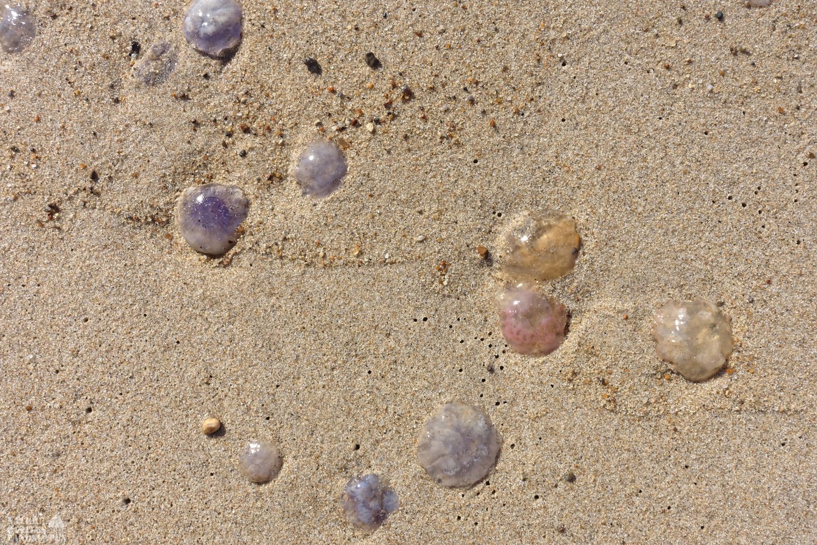 jetsam and flotsam on the Danish North Sea coast colorful jellyfish on the beach