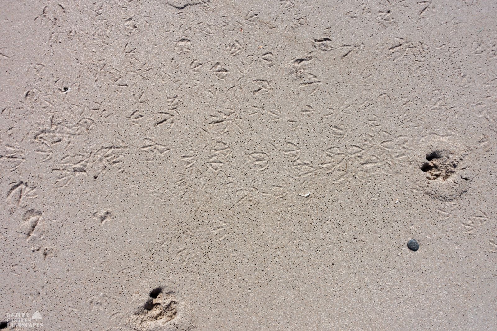 jetsam and flotsam on the Danish North Sea coast tarcks and traces
